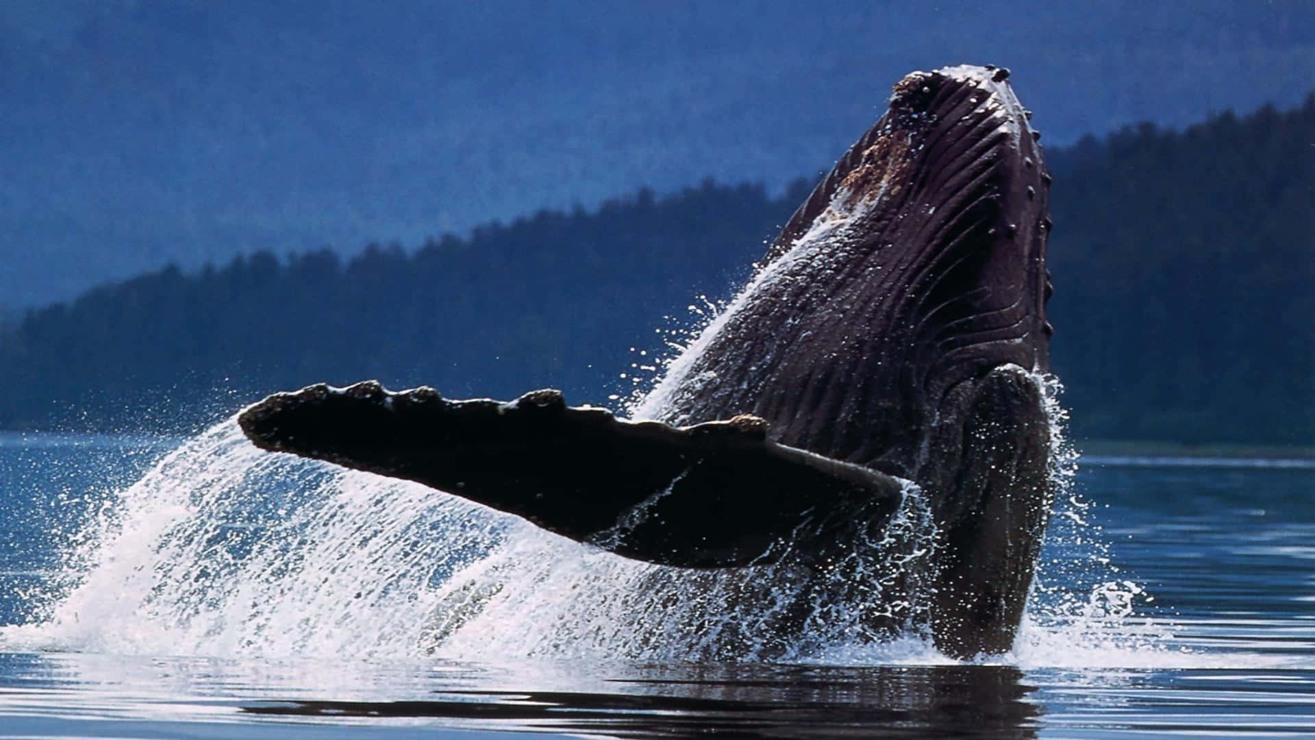 Humpback Whale Breaching Waters Wallpaper