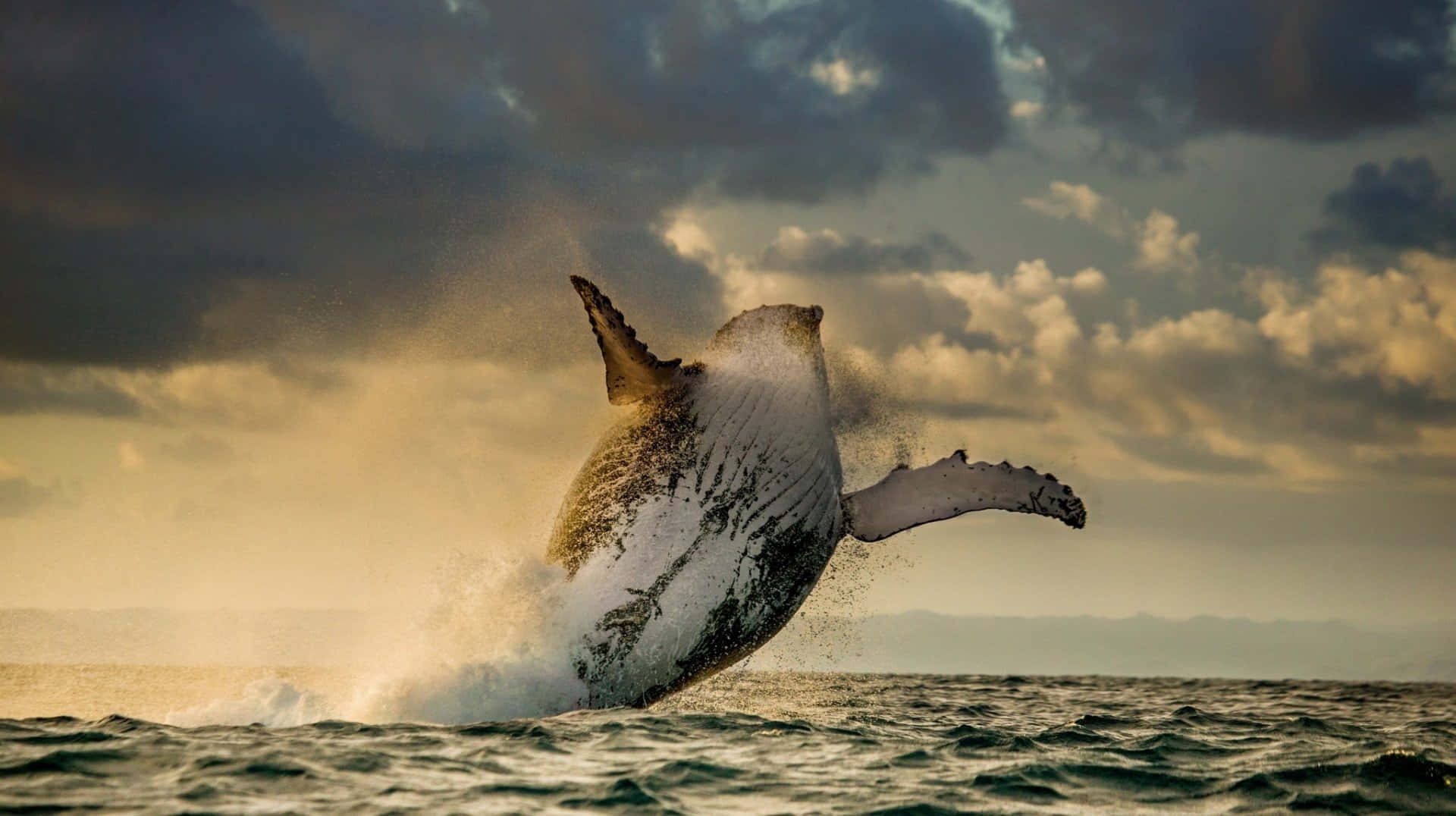 Humpback Whale Breachingat Sunset Wallpaper