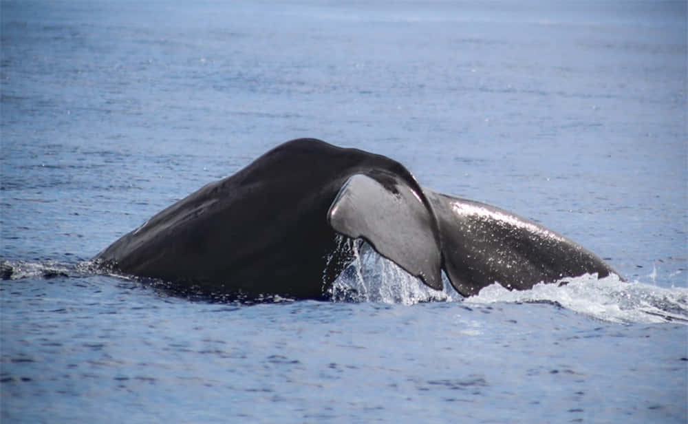 Baleine À Bosse Plongeant Fond d'écran