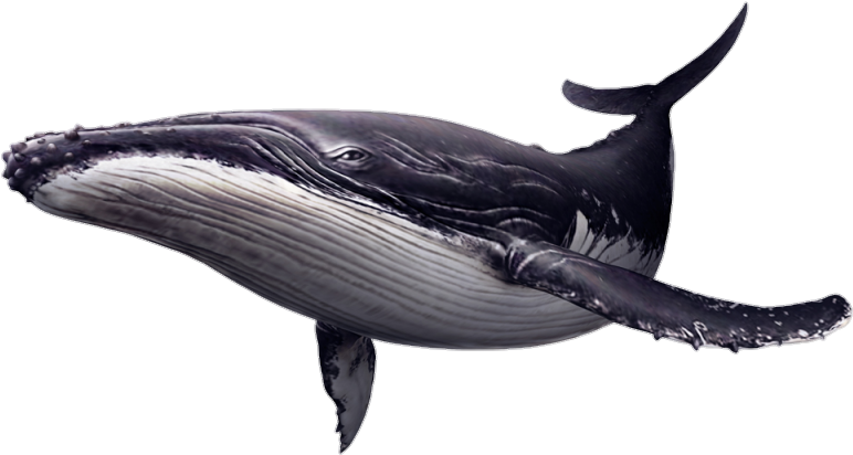 Humpback Whale Illustration PNG