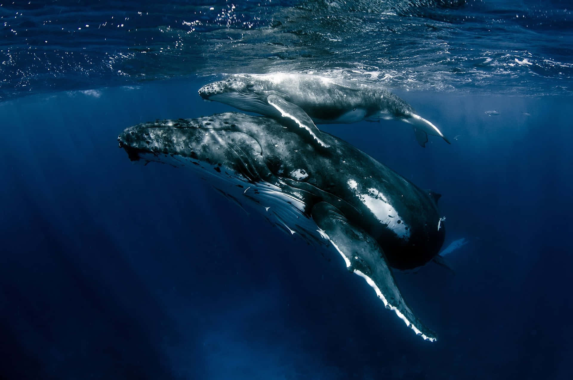 Humpback Whale Majesty Underwater Wallpaper
