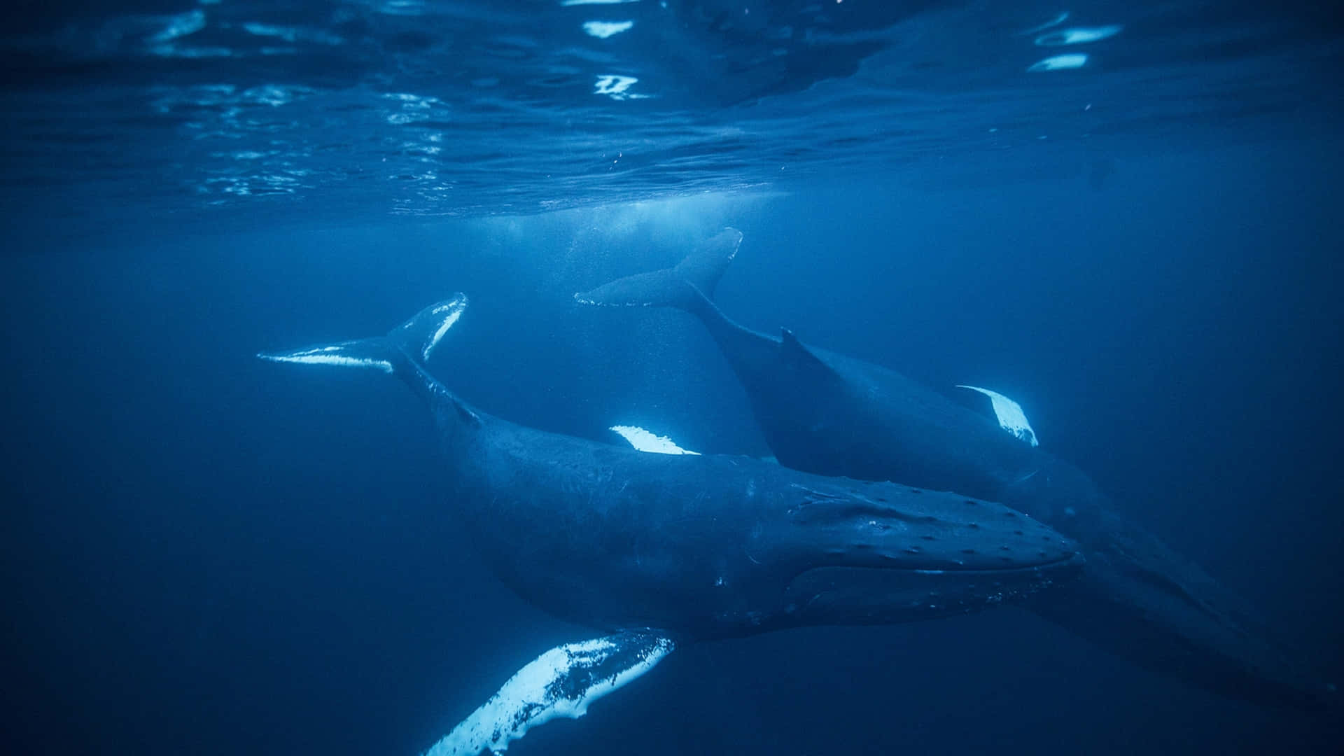Humpback_ Whale_ Pair_ Underwater Wallpaper