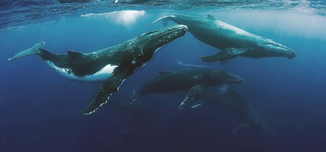 Humpback-valasryhmä Uiskentelee Veden Alla.jpg Taustakuva