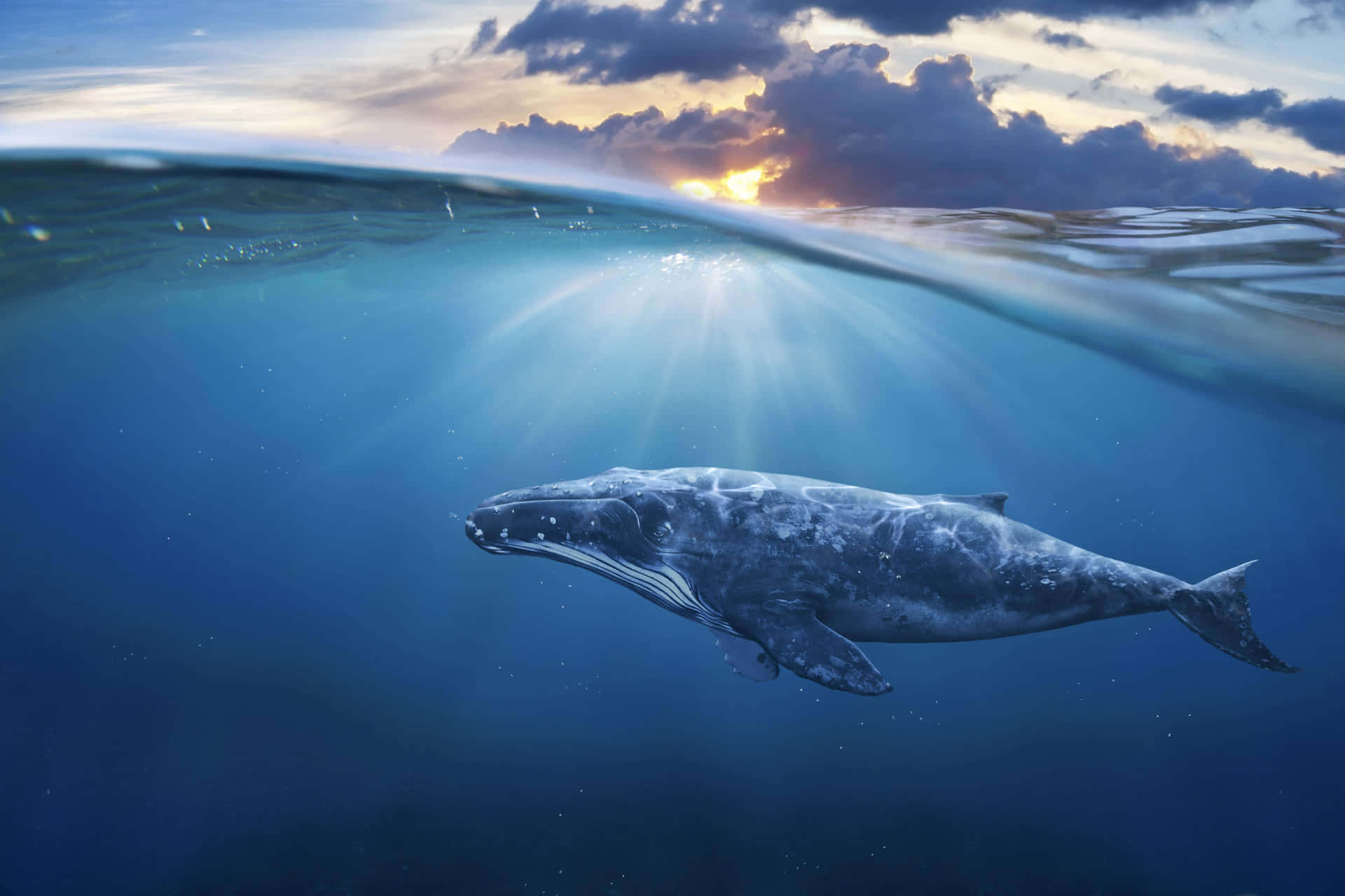 Humpback Whale Sunset Swim.jpg Wallpaper