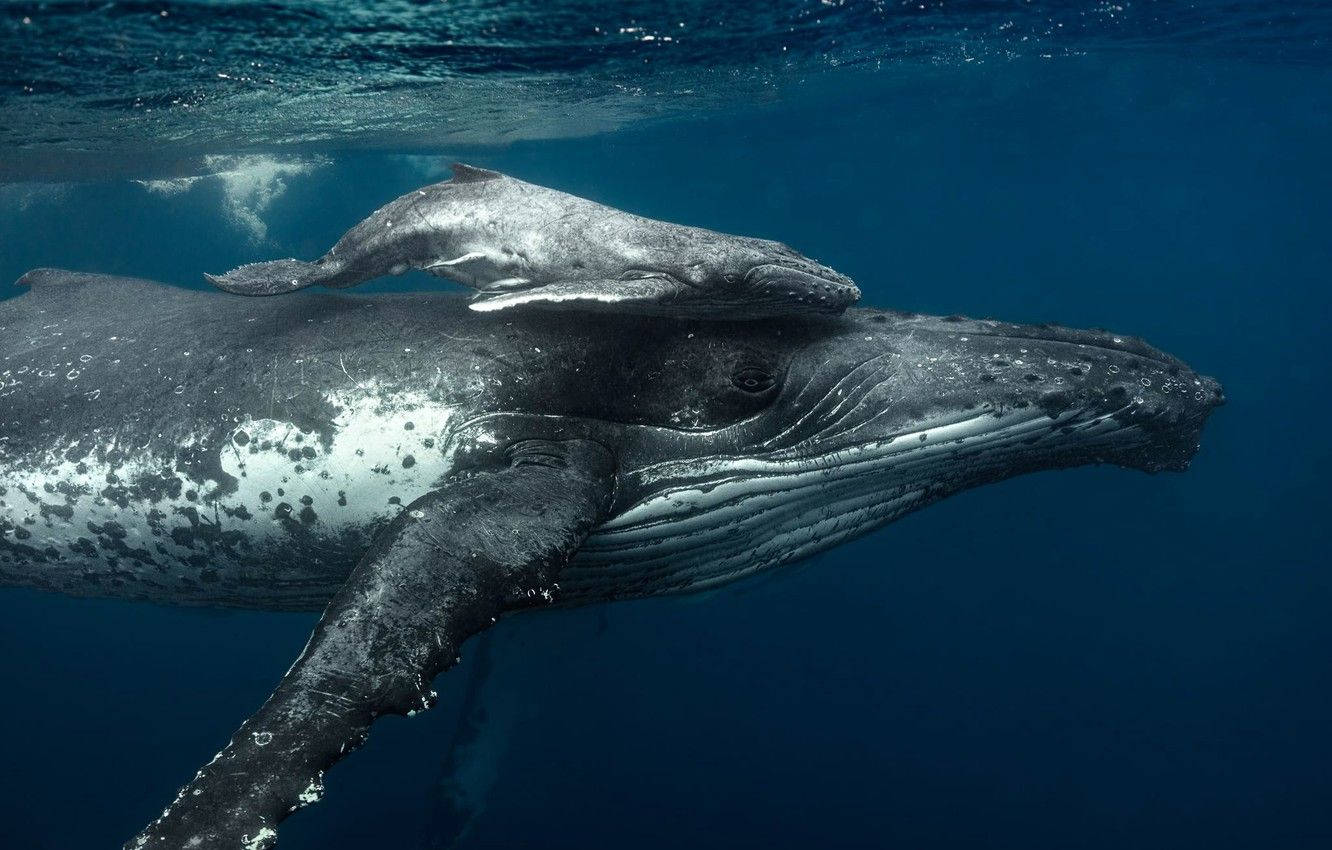 Humpback hval svømmer med remora øverst Wallpaper