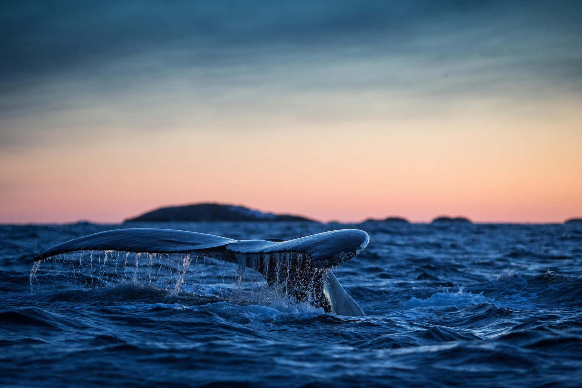 Humpback Whale Tail Dusk Ocean Wallpaper
