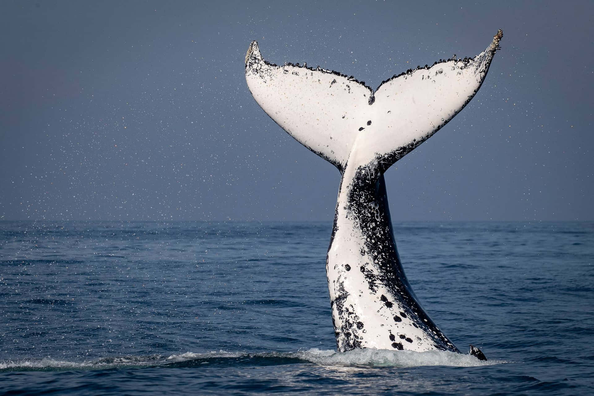 Humpback Whale Tail Emerging From Ocean Wallpaper