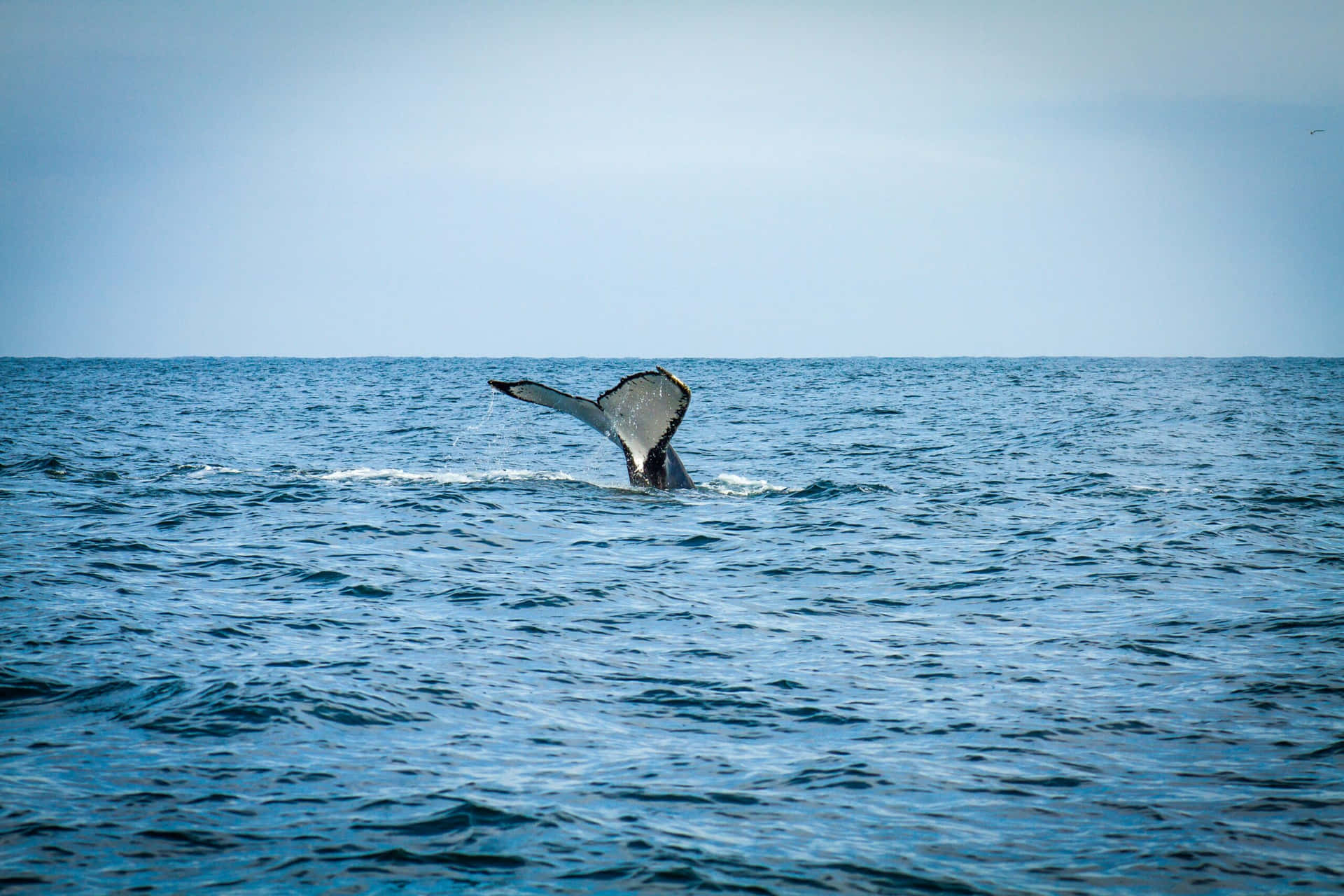 Humpback_ Whale_ Tail_ Fluking_ Ocean Wallpaper