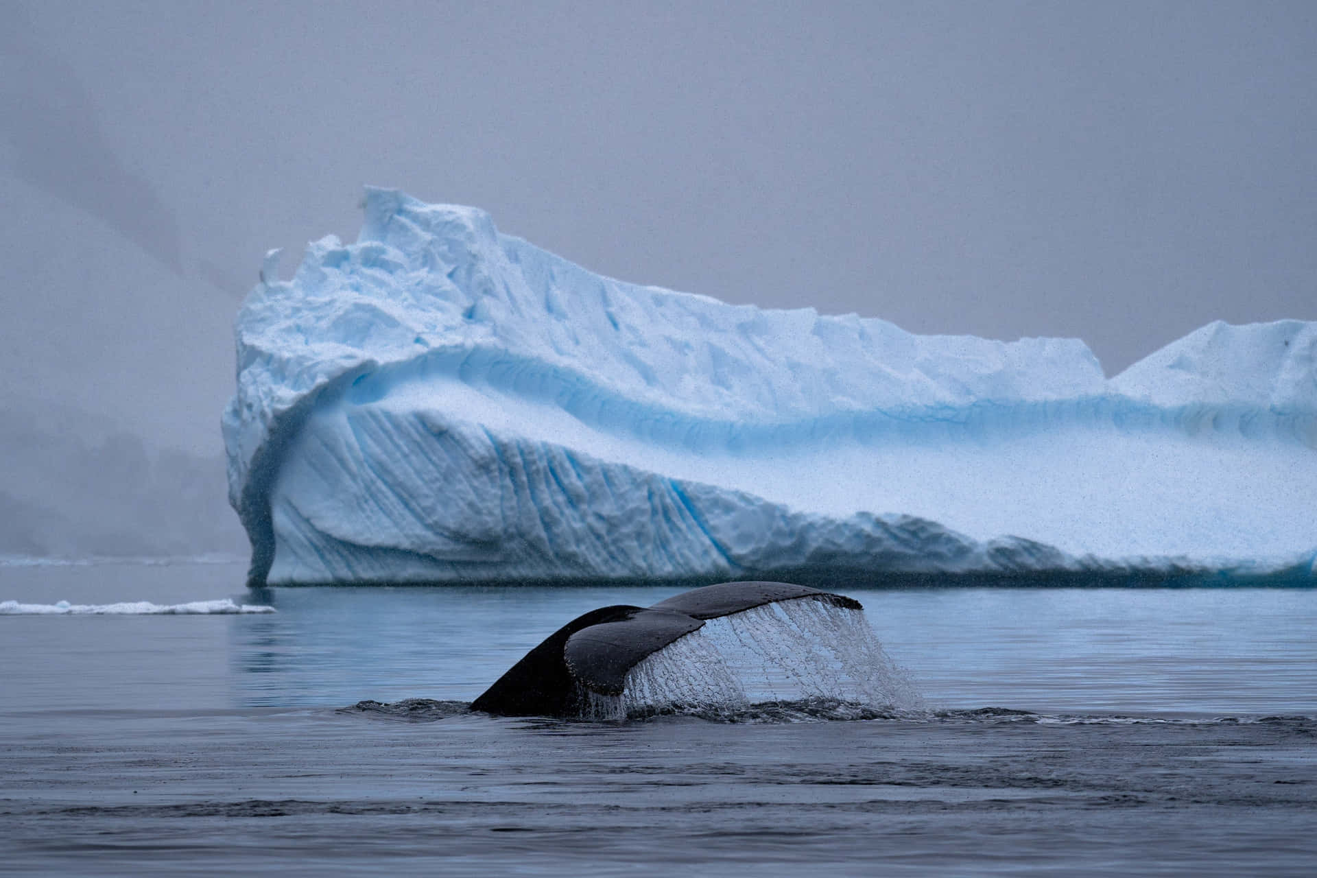 Humpback Whale Tail Iceberg Backdrop Wallpaper