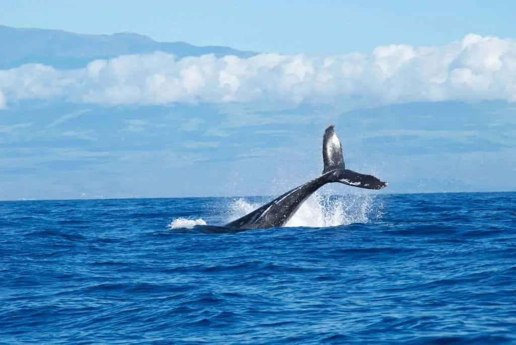 Humpback-valaan Häntälyönti Taustakuva