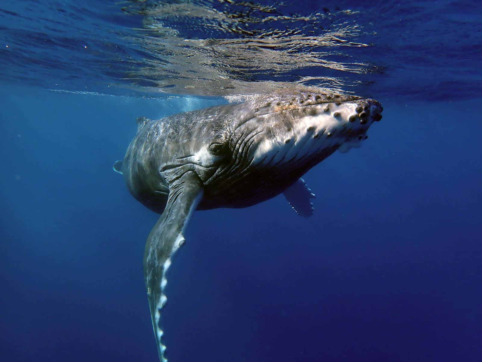 Humpback Whale Underwater Wallpaper
