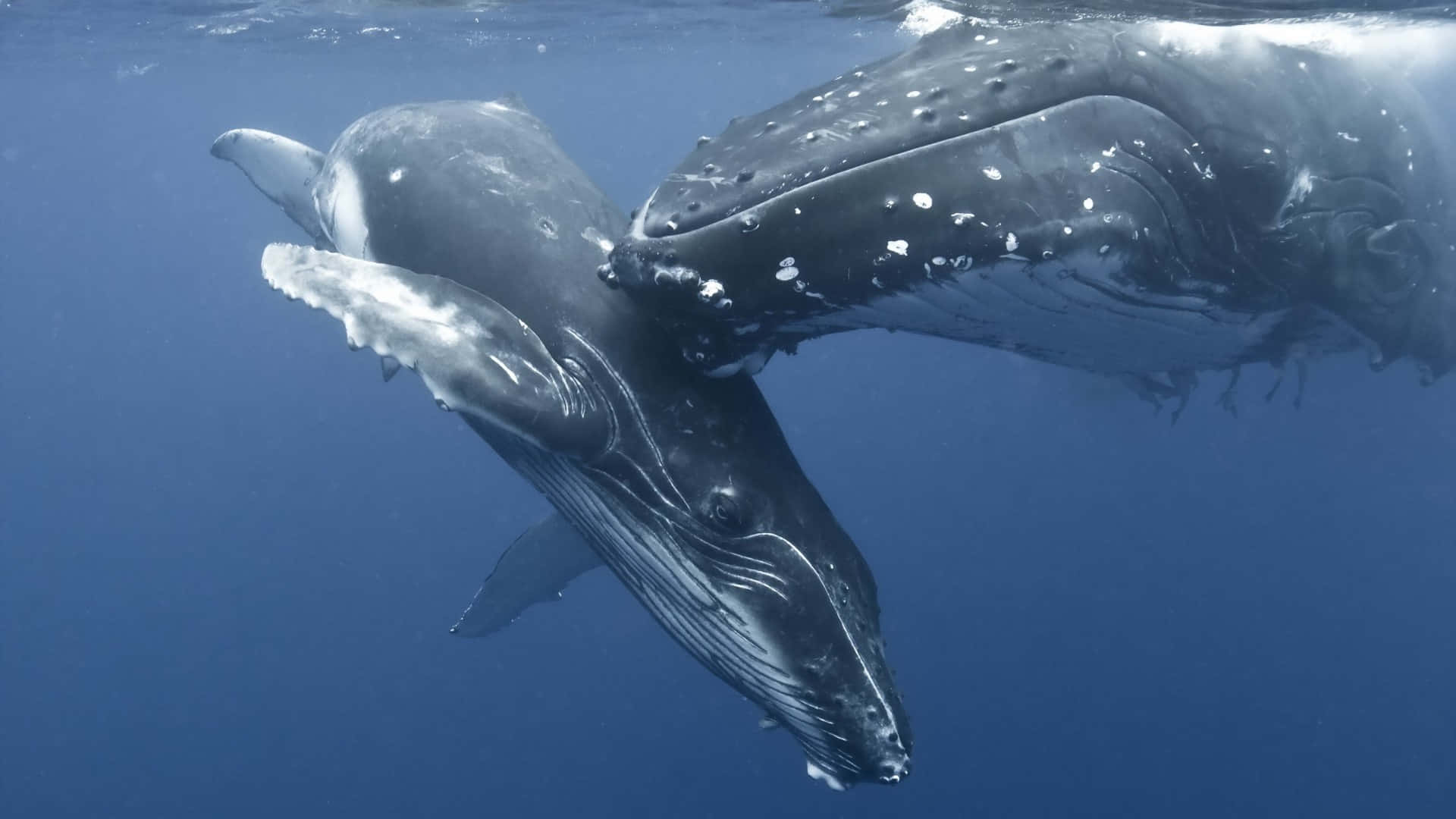 Humpback Whale Underwater Majesty Wallpaper