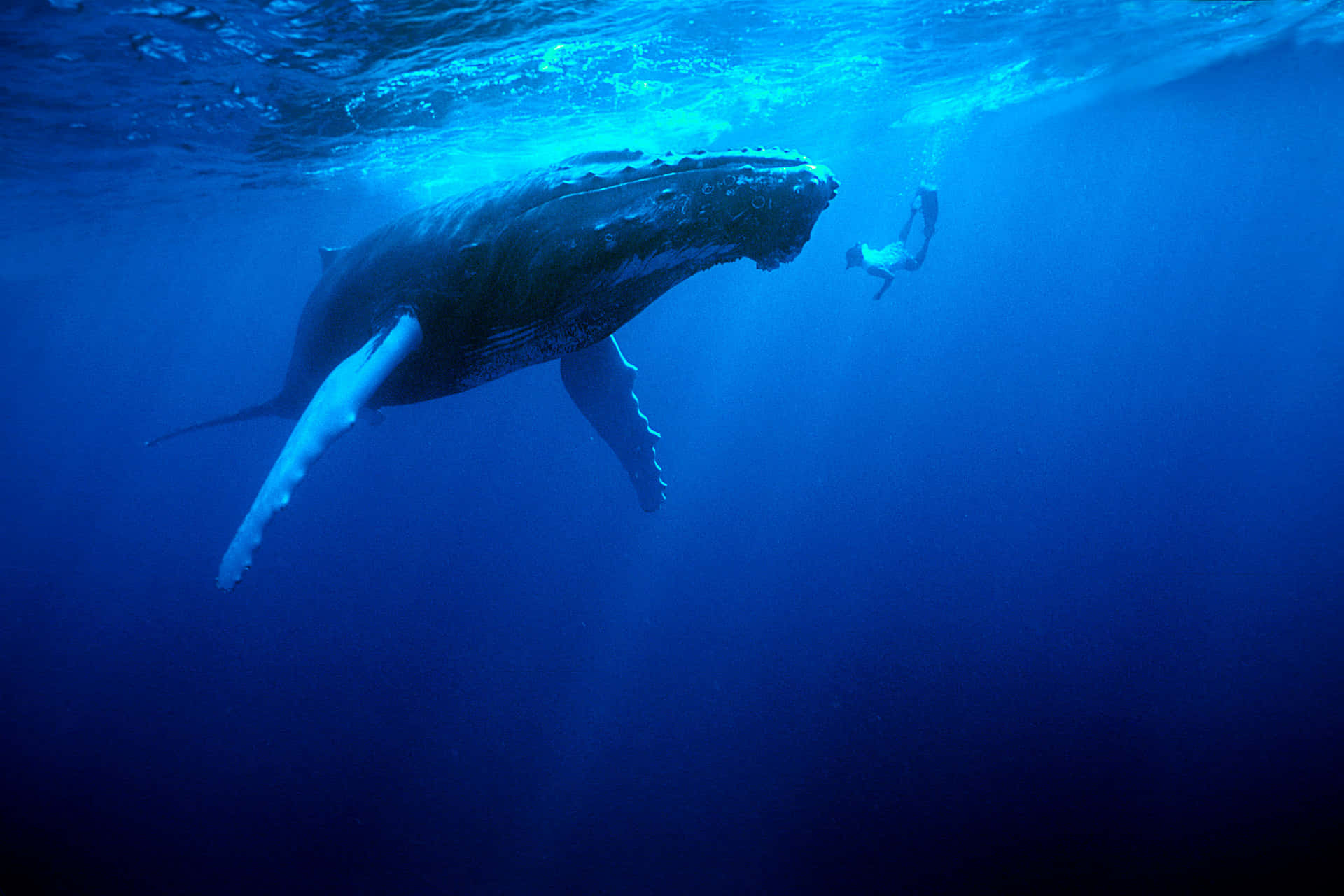 Humpback Whaleand Diver Underwater Wallpaper