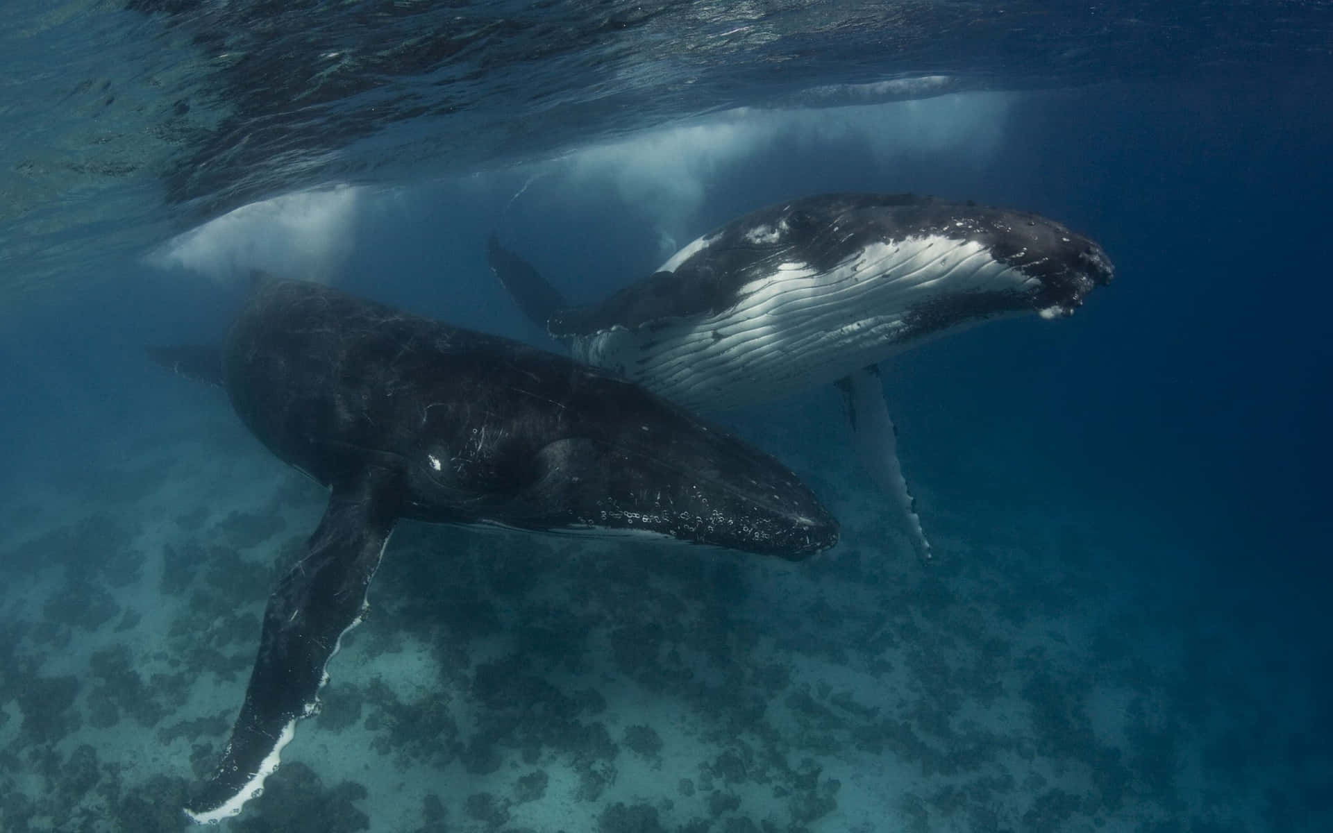 Humpback Whales Underwater Wallpaper
