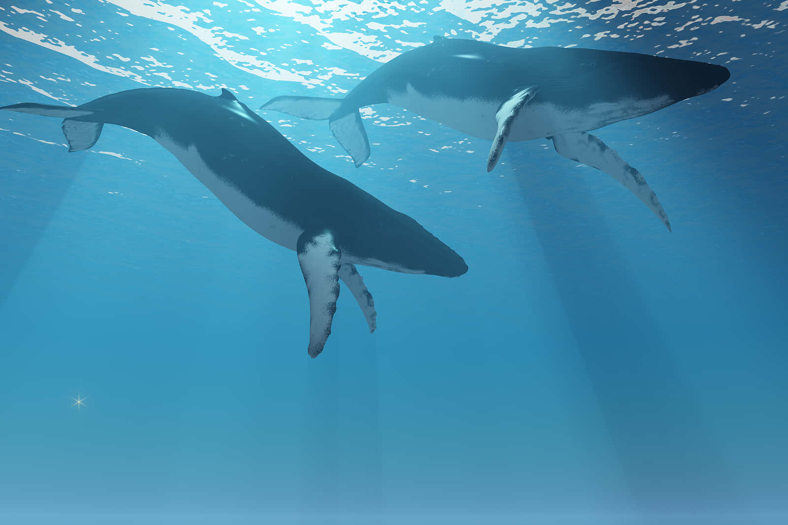 Humpback_ Whales_ Underwater_ Serenity.jpg Wallpaper