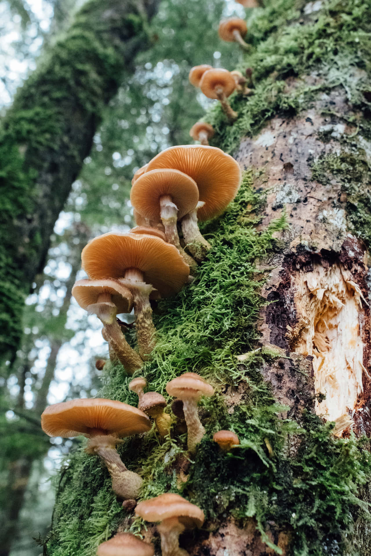 Humungous Fungus Troop Lined Up On Forest Tree Wallpaper
