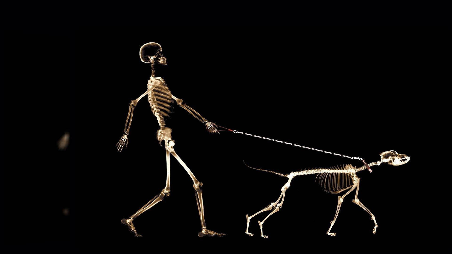 Hund Og Menneskelig Skelet Desktop Wallpaper
