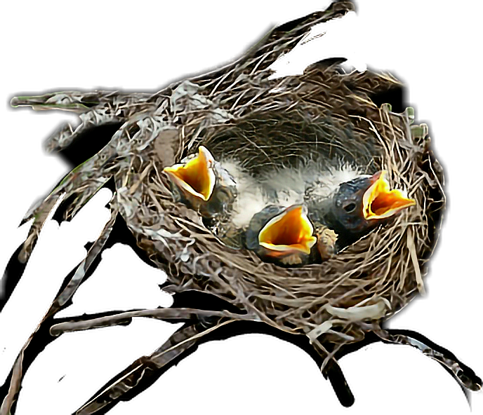 Hungry Chicksin Nest.png PNG