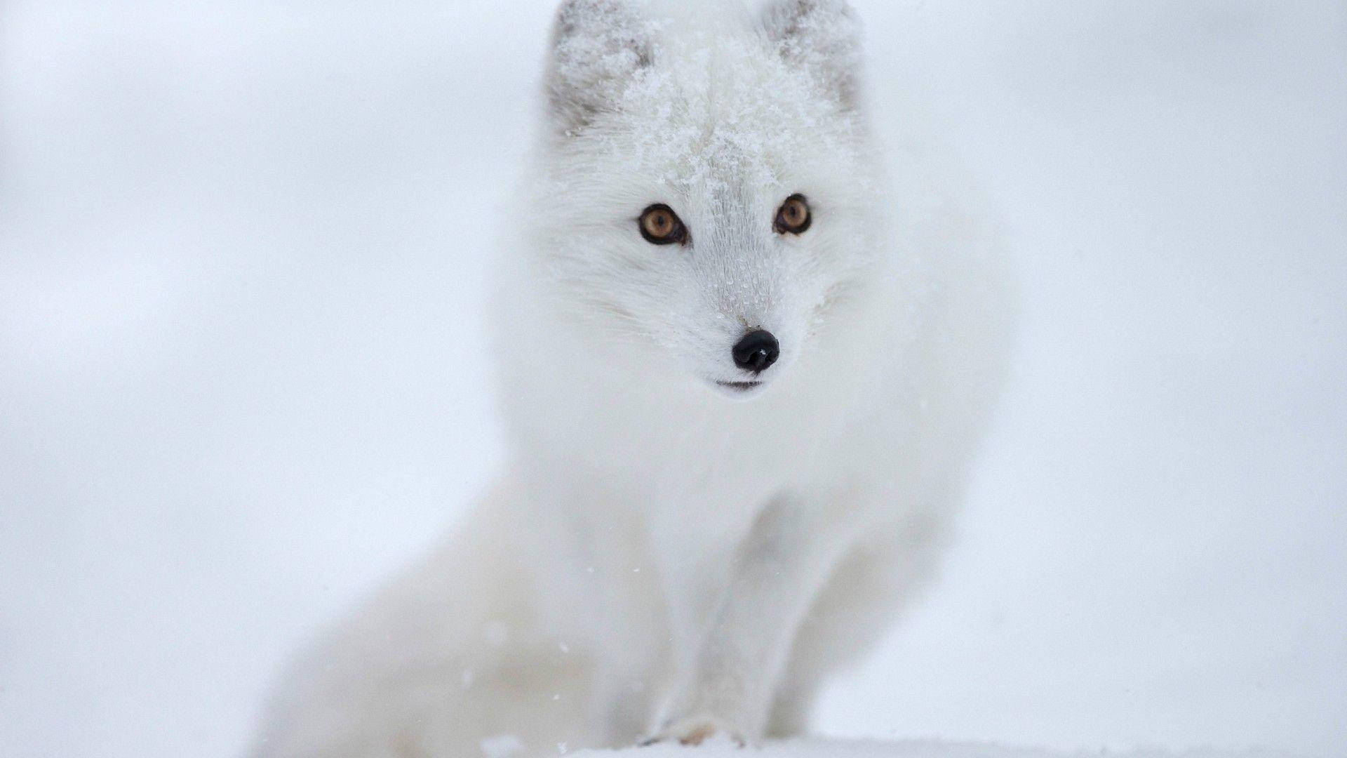 Hunter White Fox Photo Wallpaper