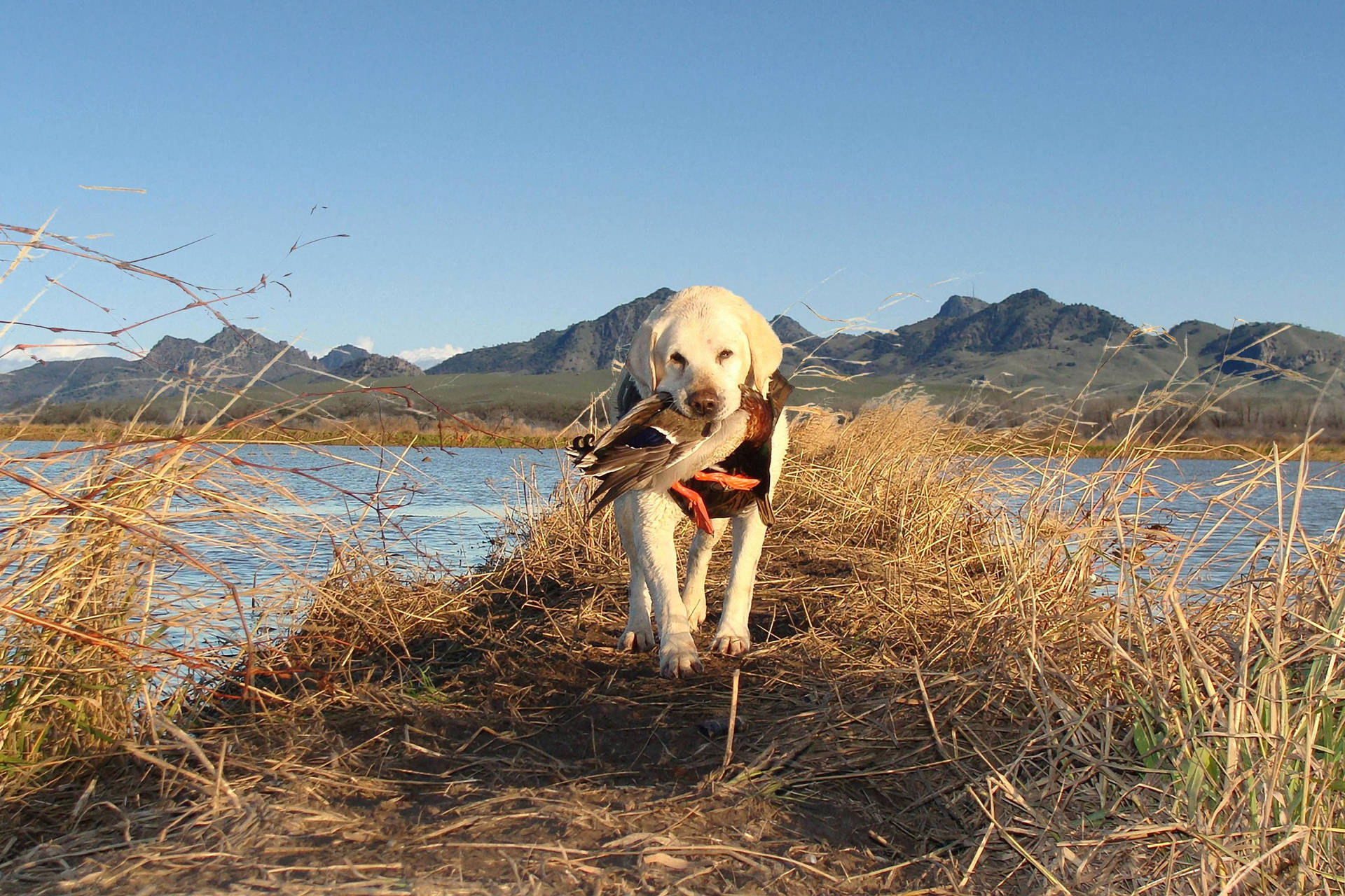 Hunting Dog With Duck