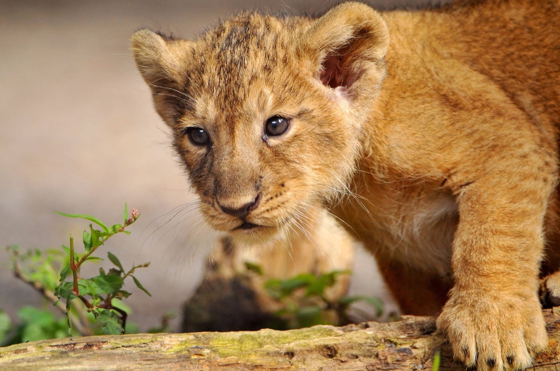 Hunting Lion Cub
