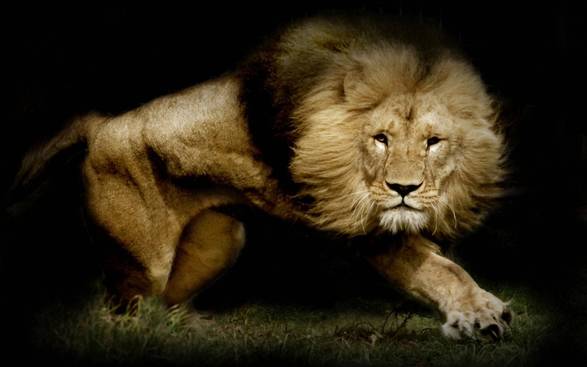 Pride of Lions silently stalking their prey Wallpaper
