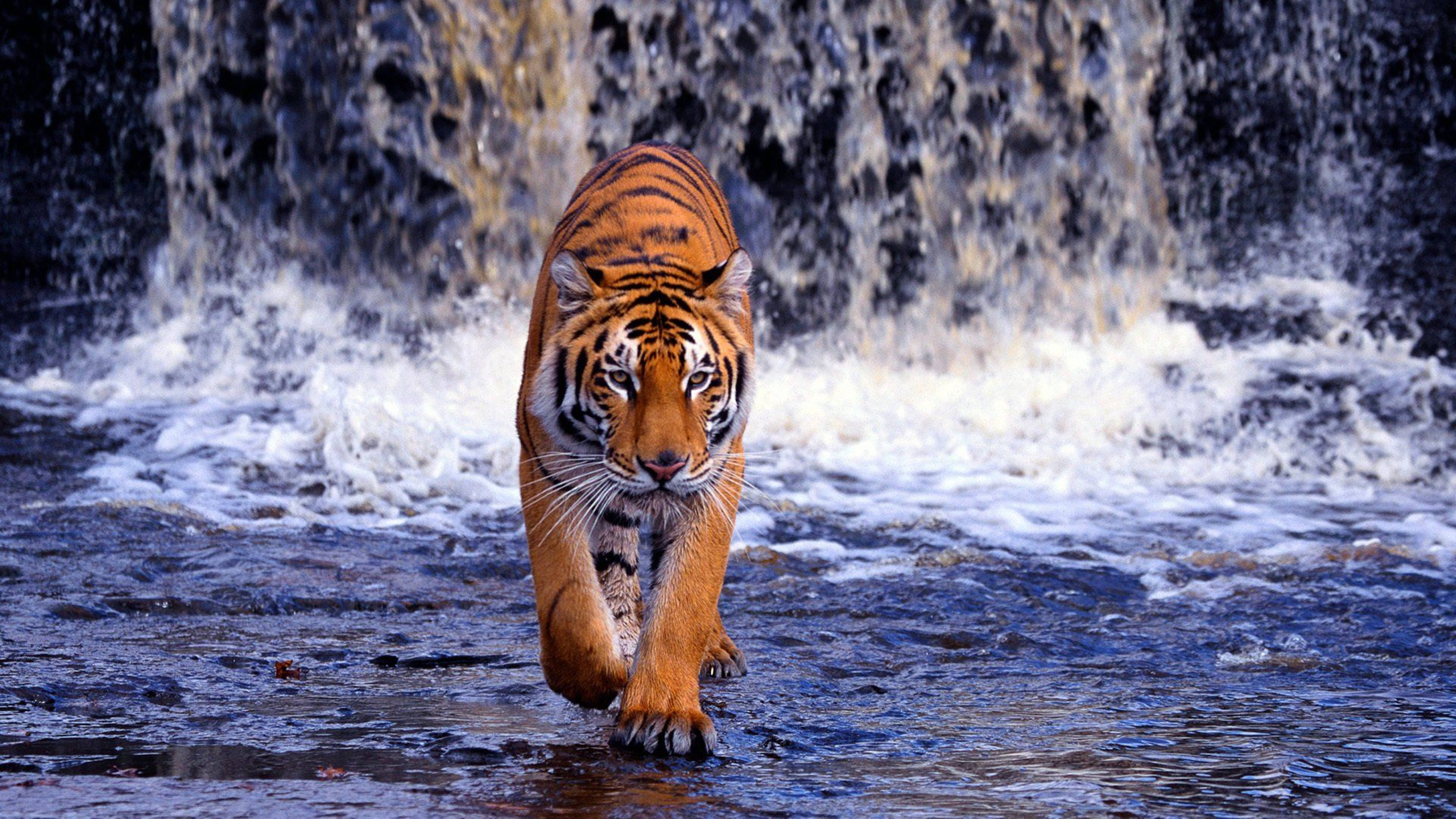Hunting On Waterfall 8k Tiger Uhd Wallpaper