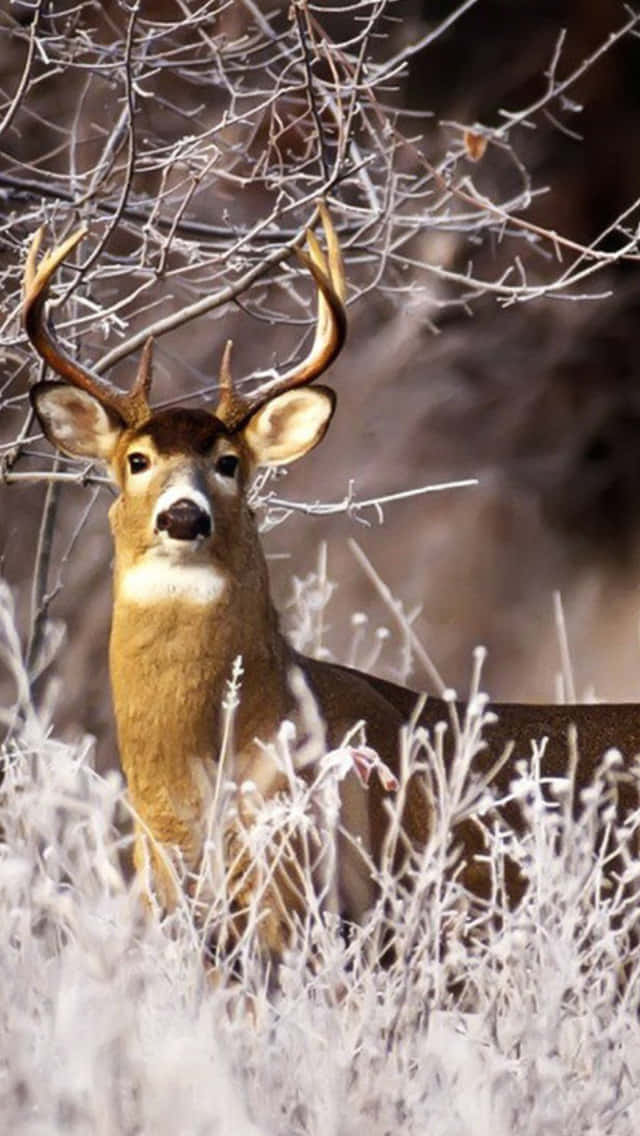 Deer Hunting Phone Lock Screen Theme Wallpaper