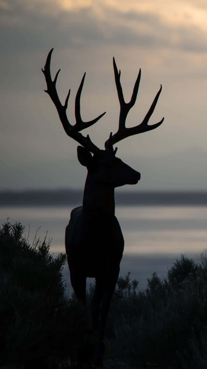 Get the Latest Hunting Technology With the Hunting Phone Wallpaper