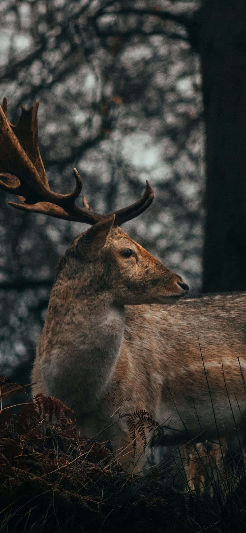 deer outdoors wallpaper