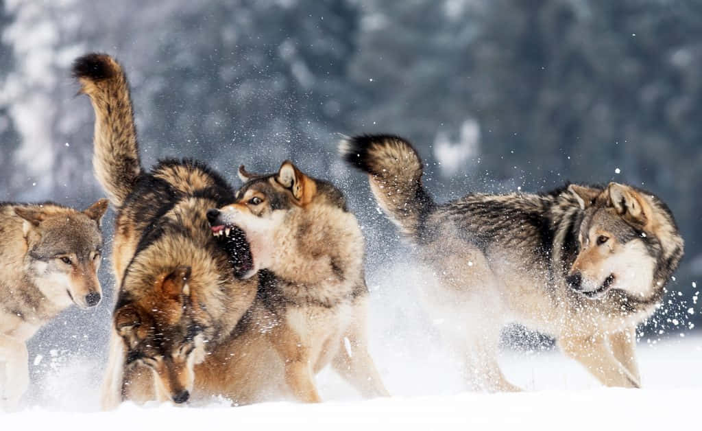 Pack of wolves on a thrilling hunt Wallpaper