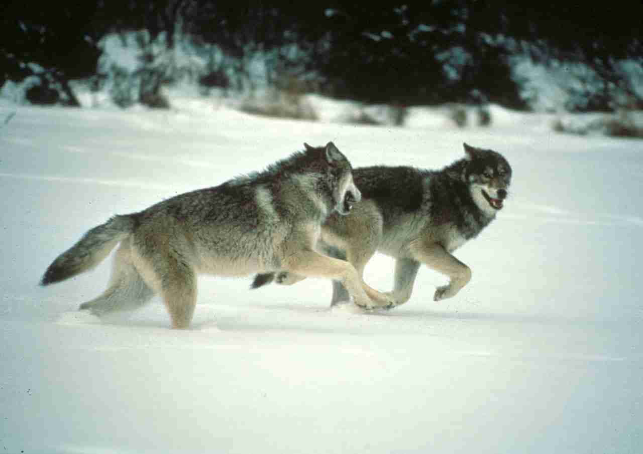 Download Hunting Wolves 1280 X 905 Wallpaper Wallpaper | Wallpapers.com