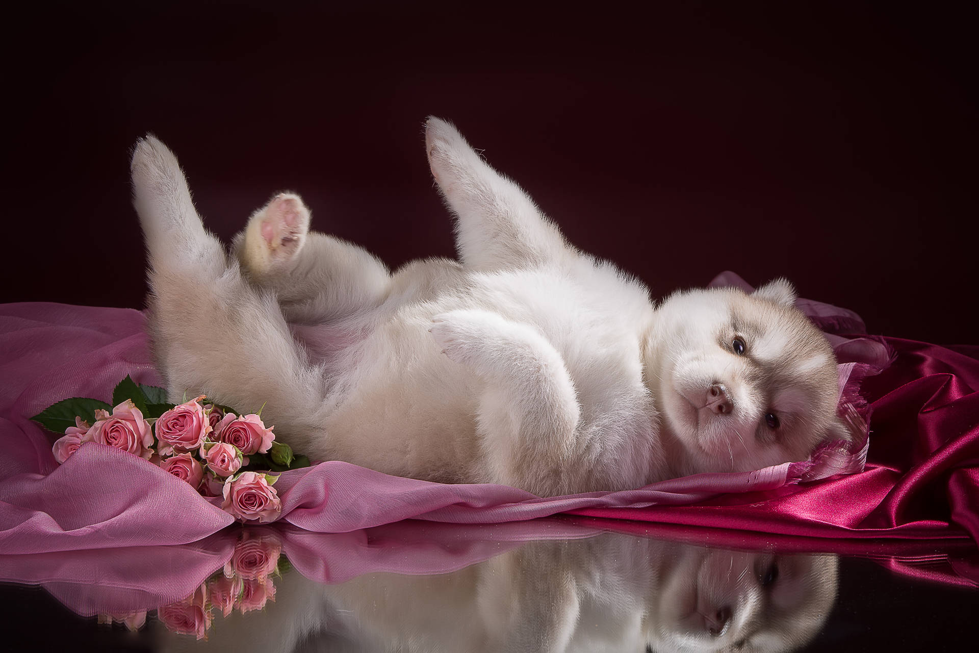 Husky Cute Puppy On Pink Rose