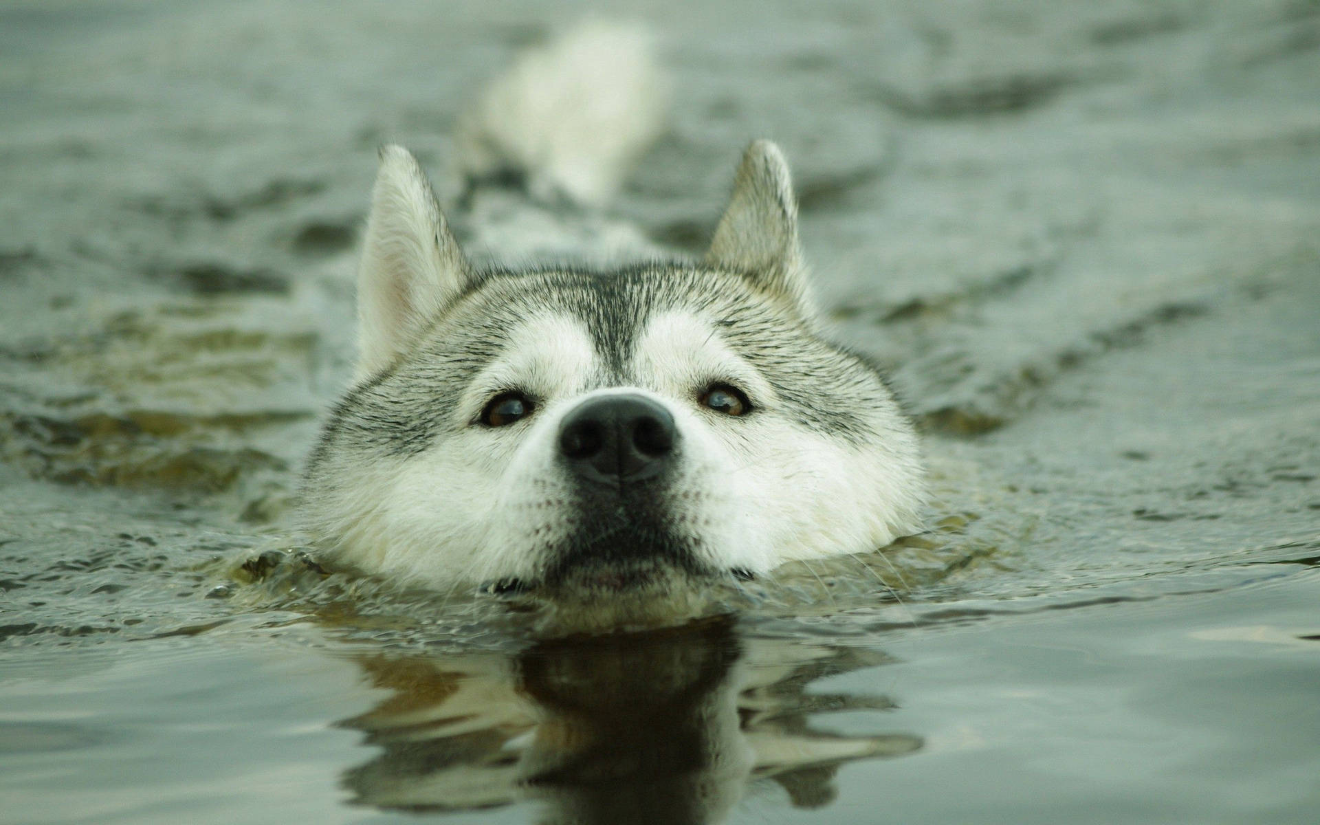 Cute dog wallpaper of Husky swimming with head above water