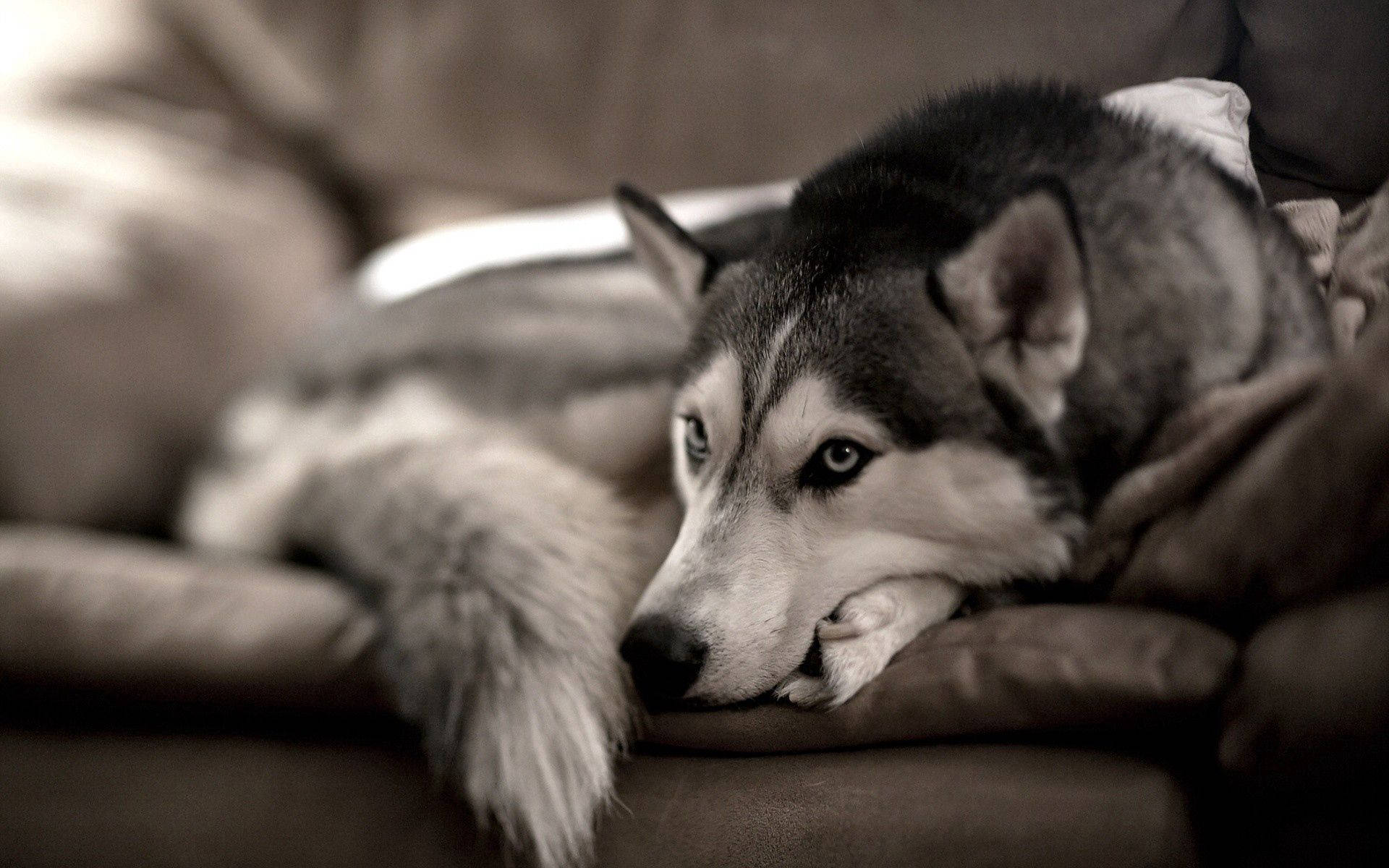 Husky Dog On Couch Wallpaper