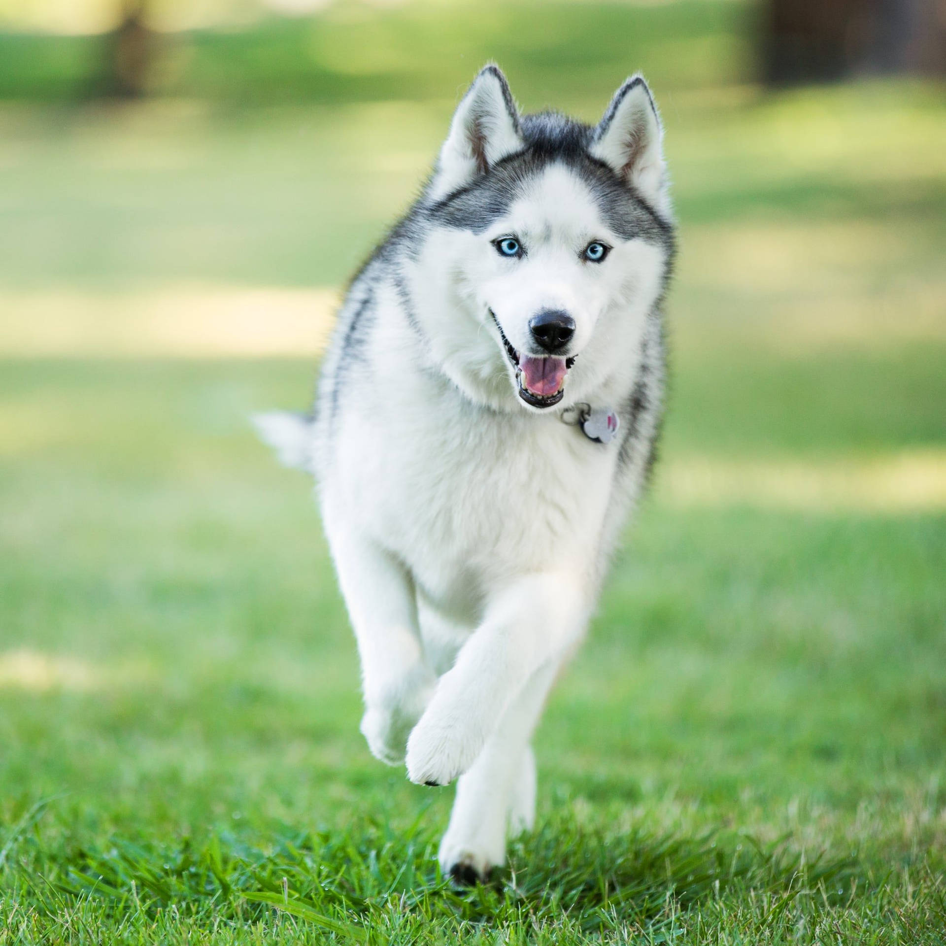 Husky Dog Running On Grass Background