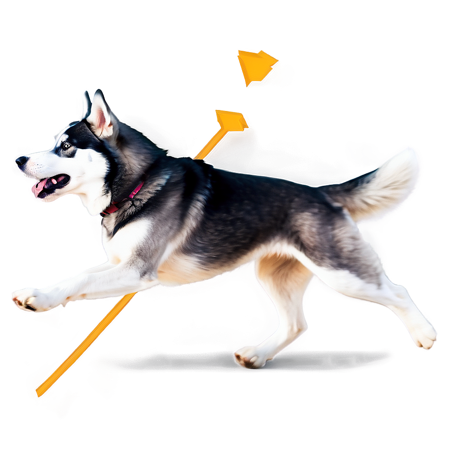 Husky Dog Running Png Hfe9 PNG