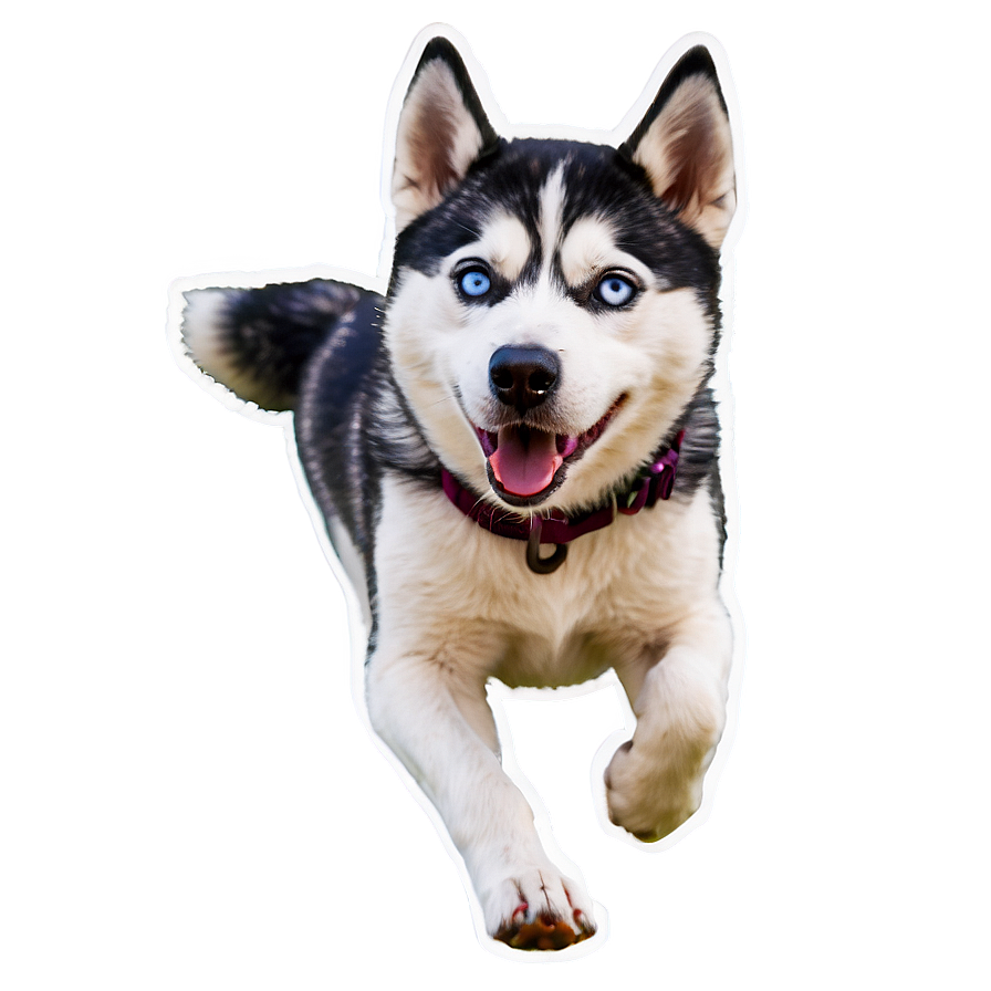 Husky Dog Running Png Kyl PNG