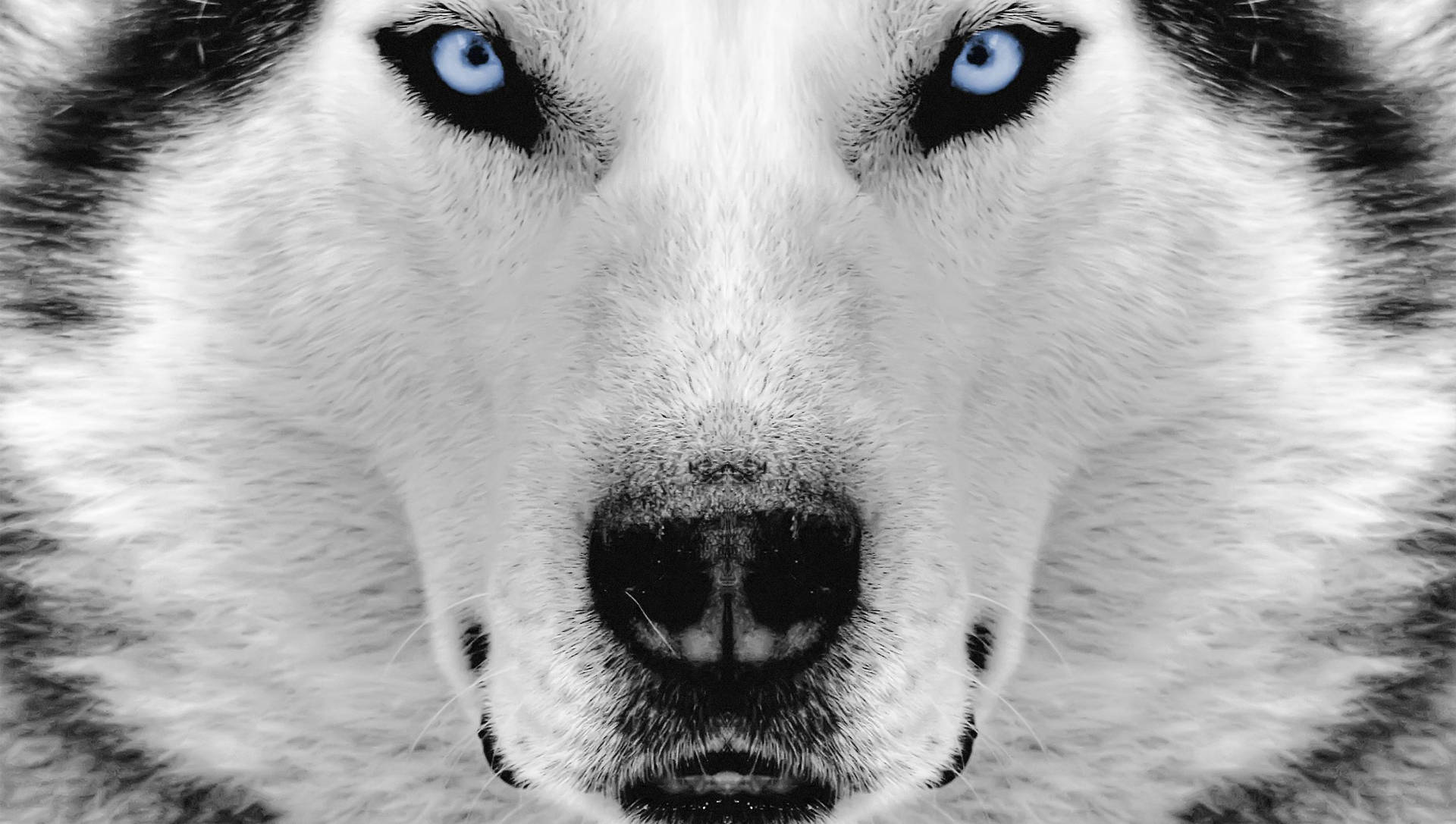 Husky Dog Snout Close-up Background