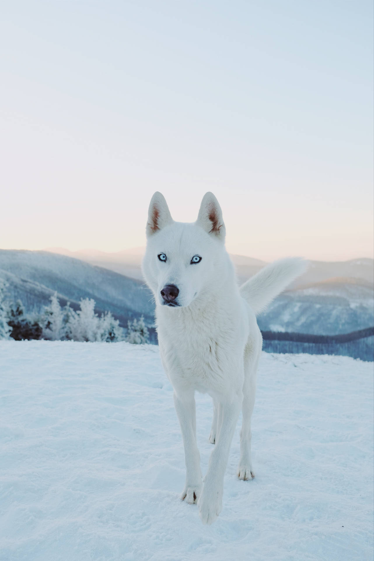 Husky, Dog, White, Snow