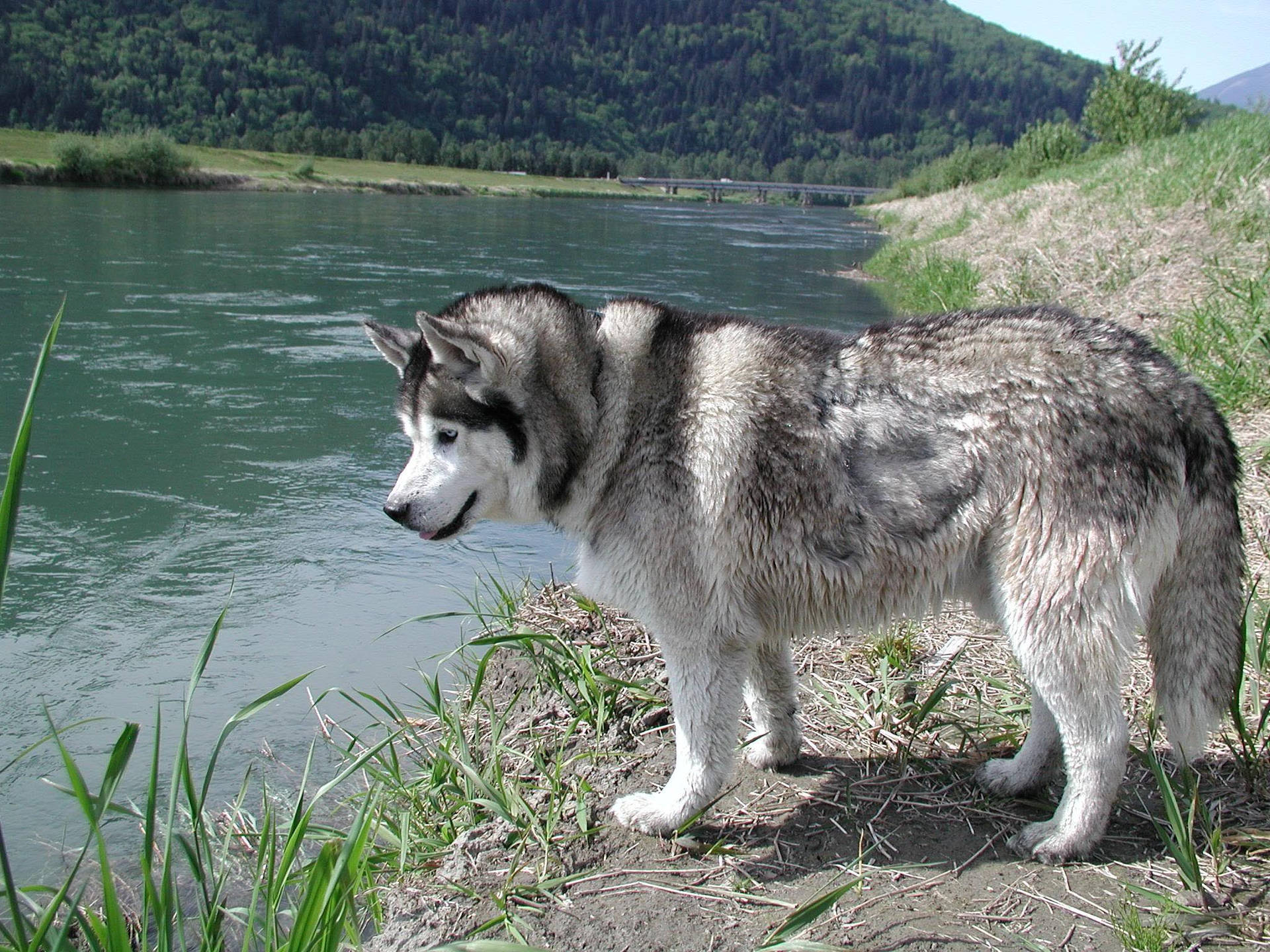 Husky Looking At Lake Background