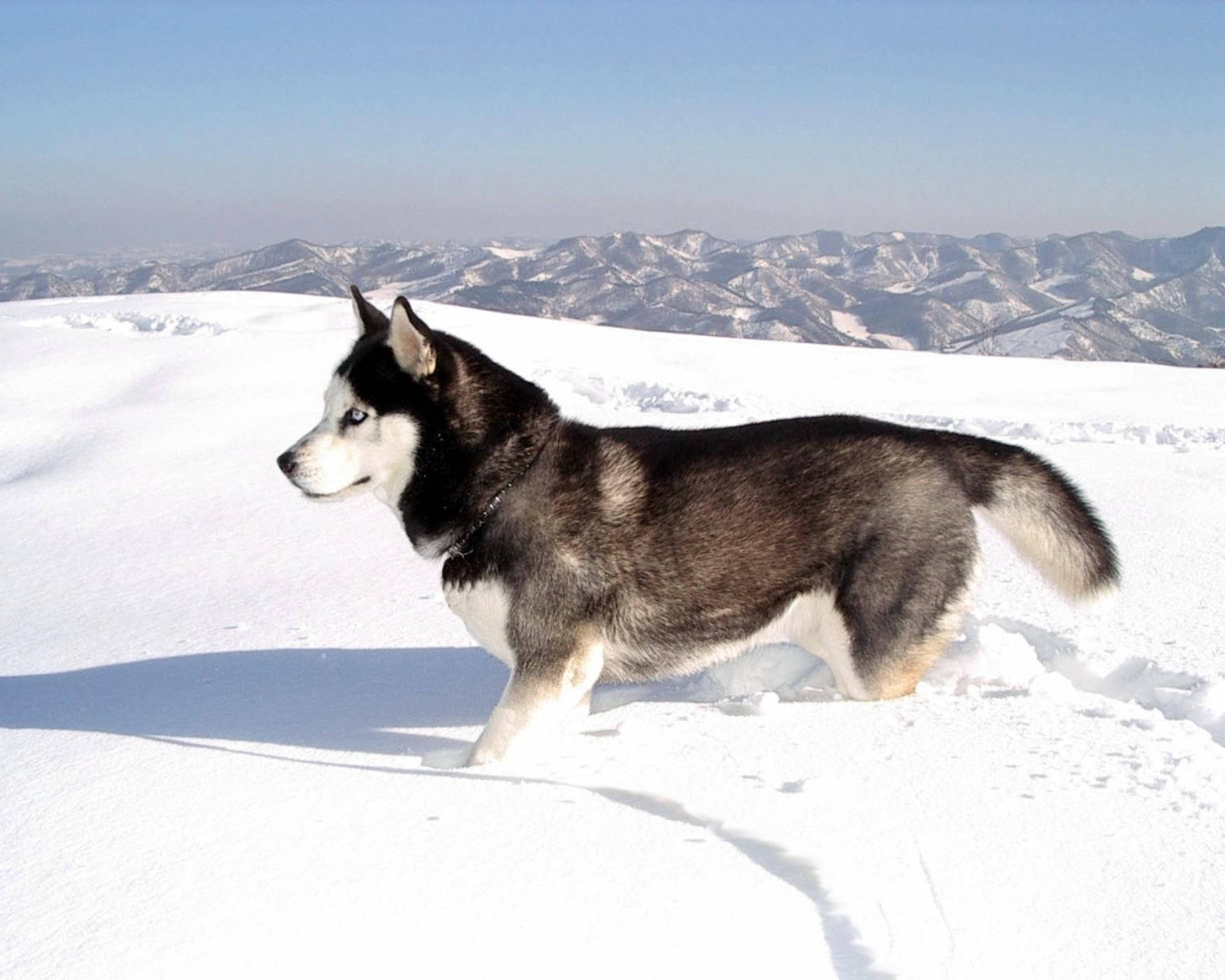 Husky Paws Buried In Snow Background