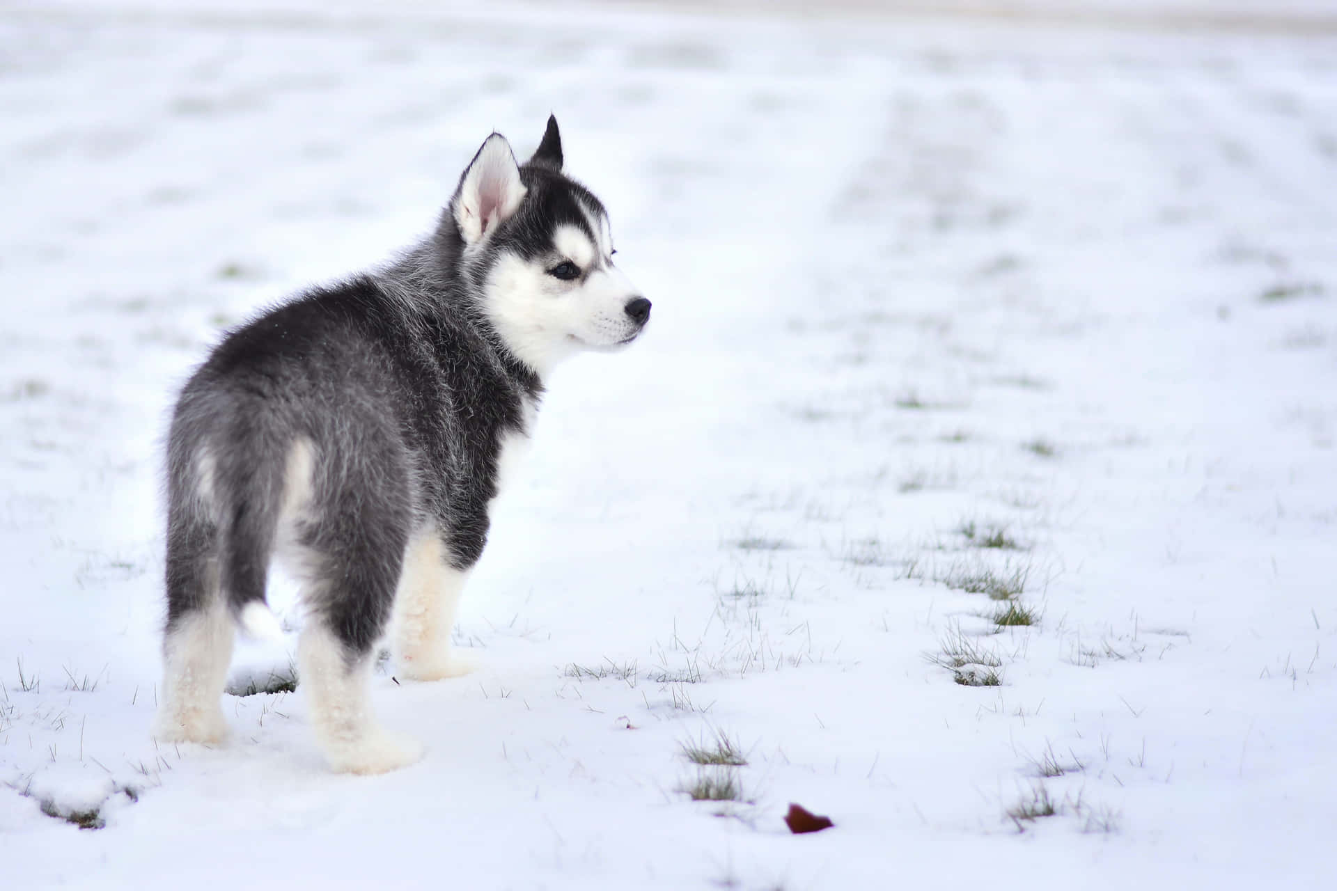 Cute Dog Miniature Siberian Husky Picture