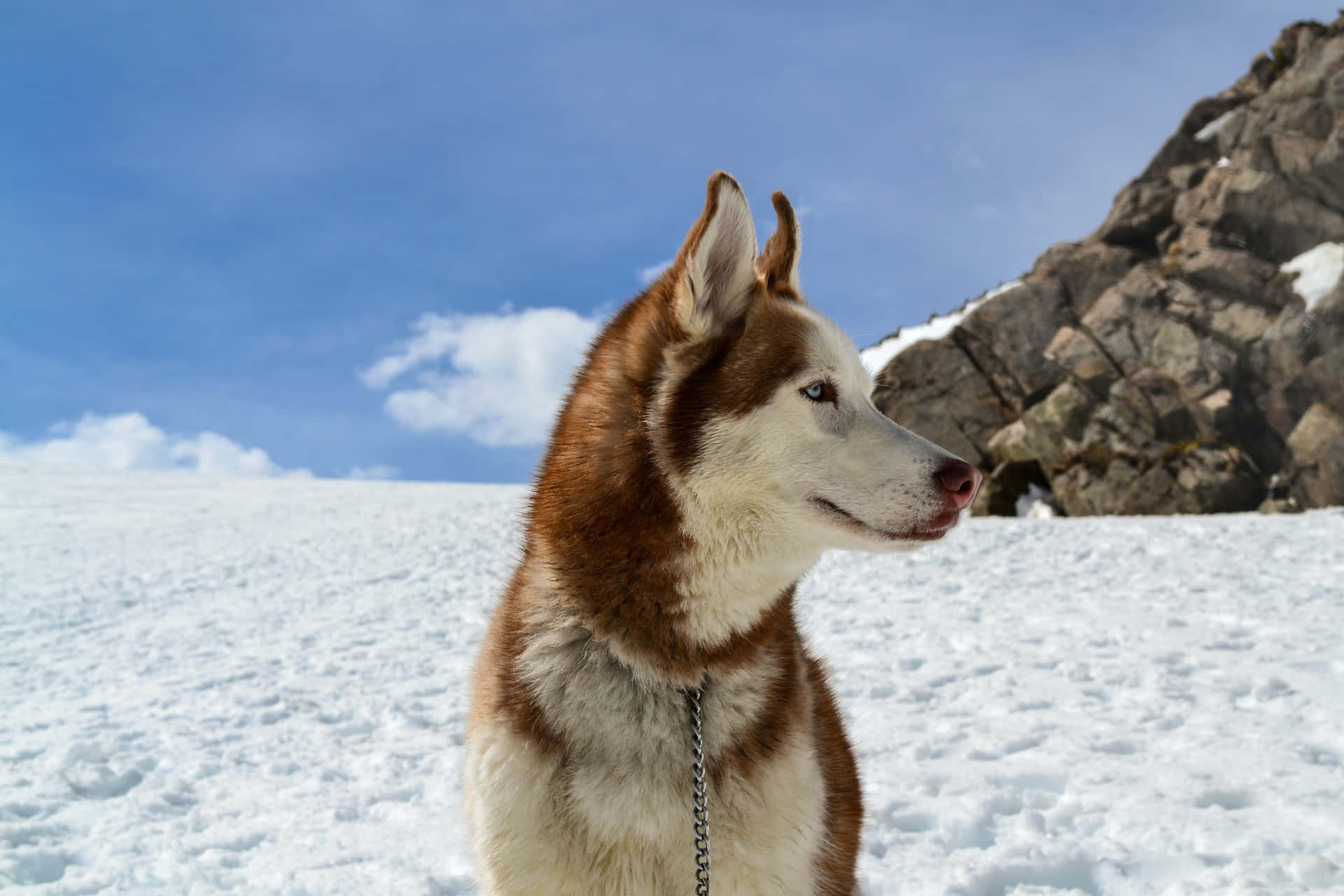 Billede af sibirisk husky sne hund