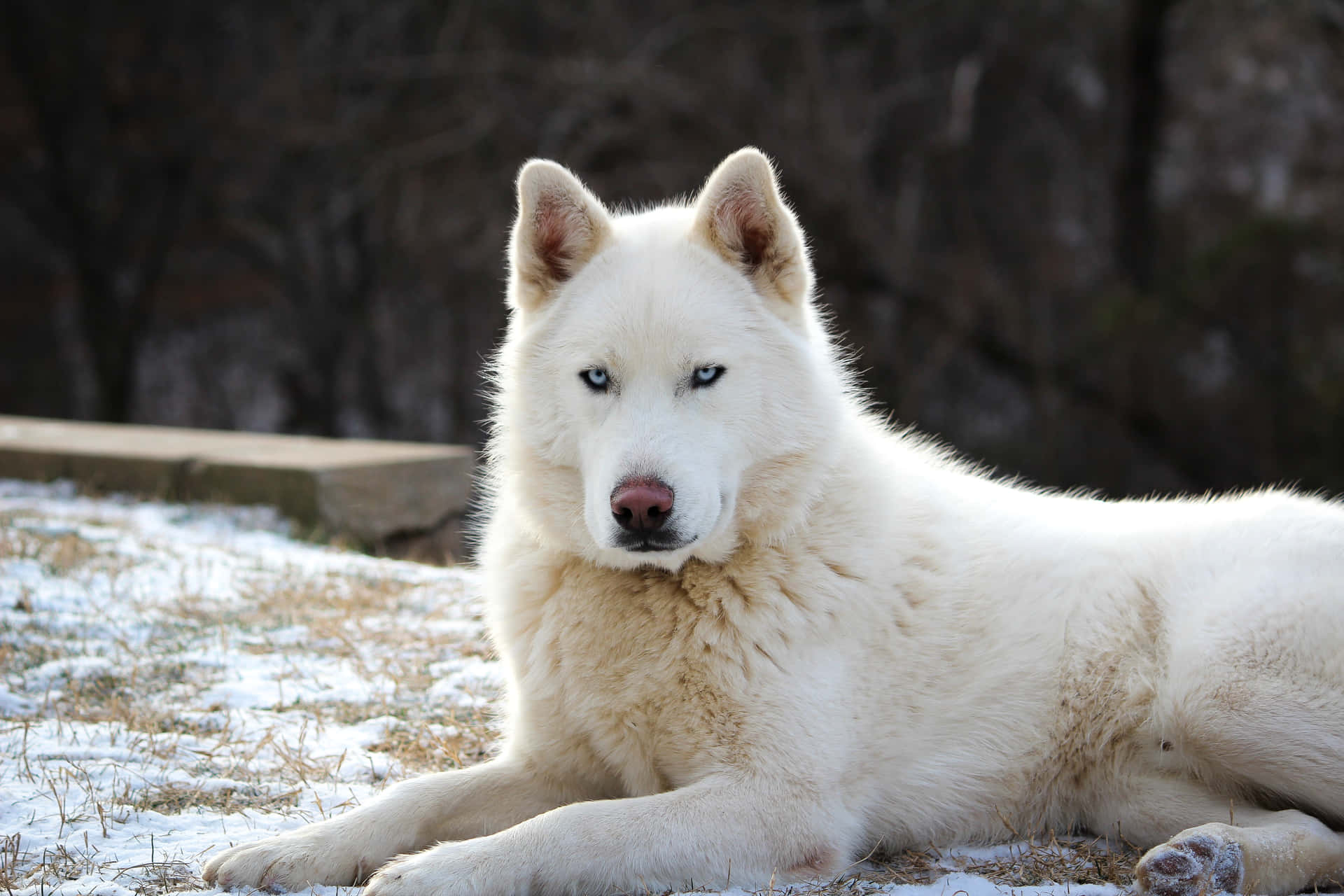 Bildeines Siberian Husky - Ein Wilder Hund.