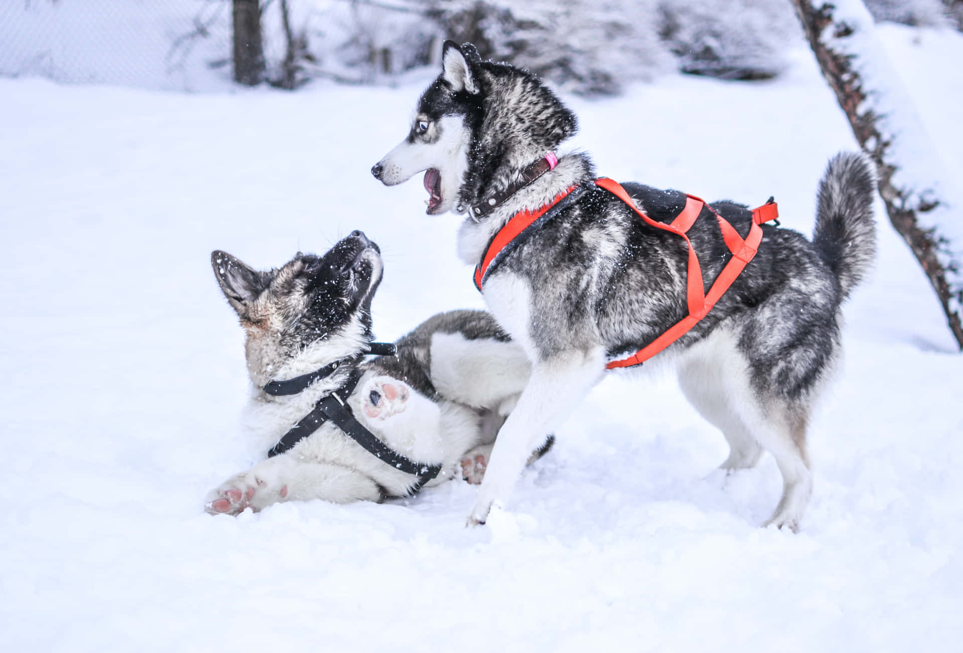Sibiriskhusky-hund Som Leker I Snön På Bild.