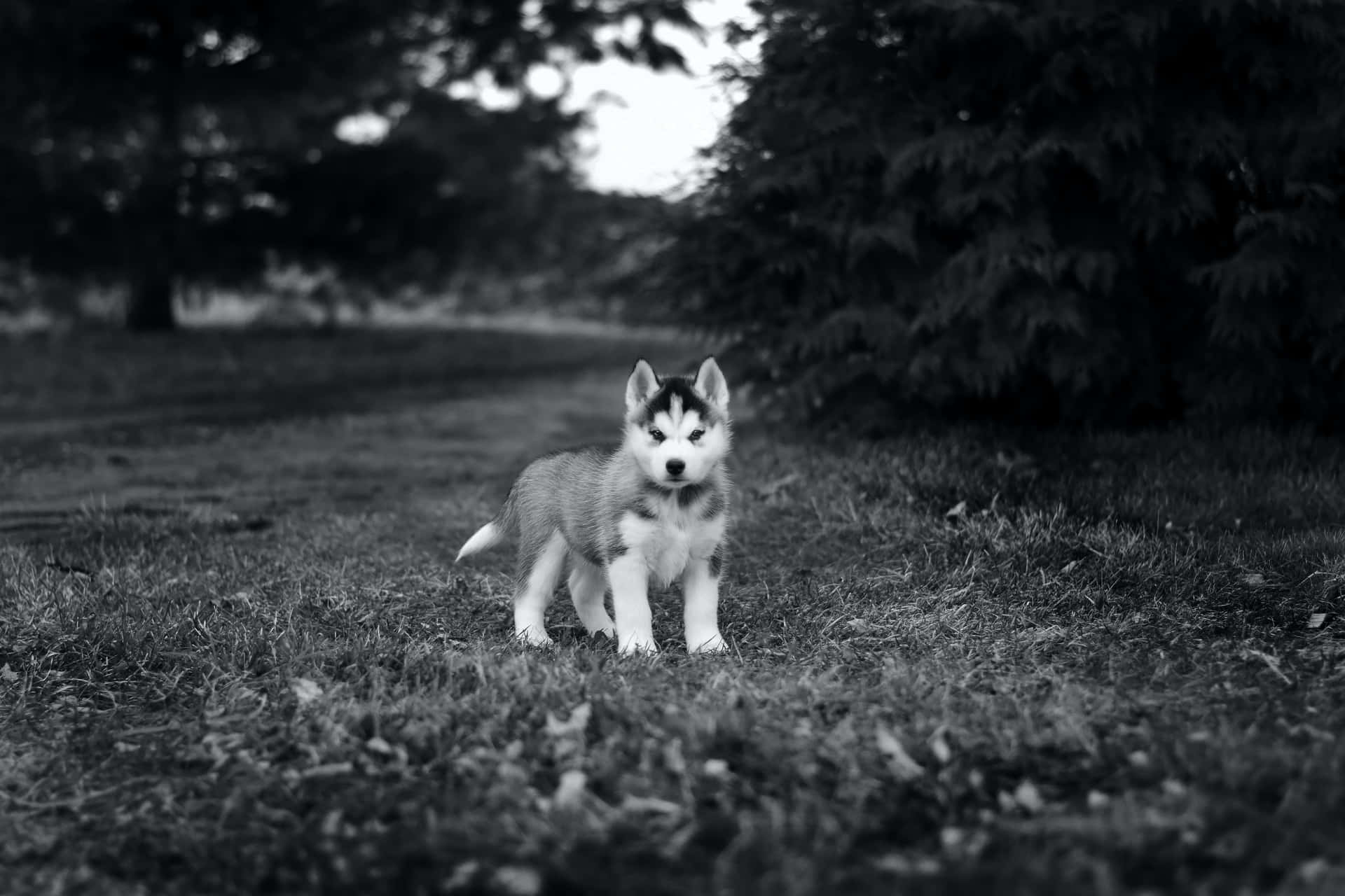 Black And White Siberian Husky Picture
