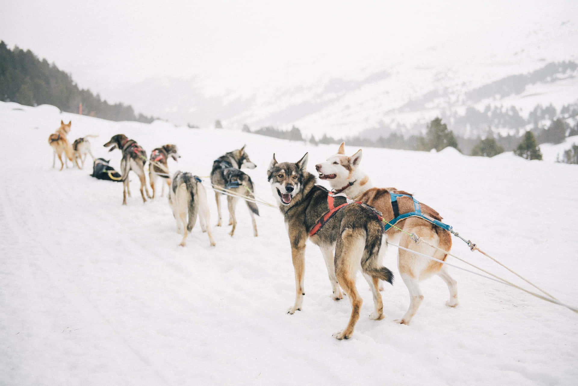 Bildeines Schlittenhunde-schnees Mit Einem Sibirischen Husky