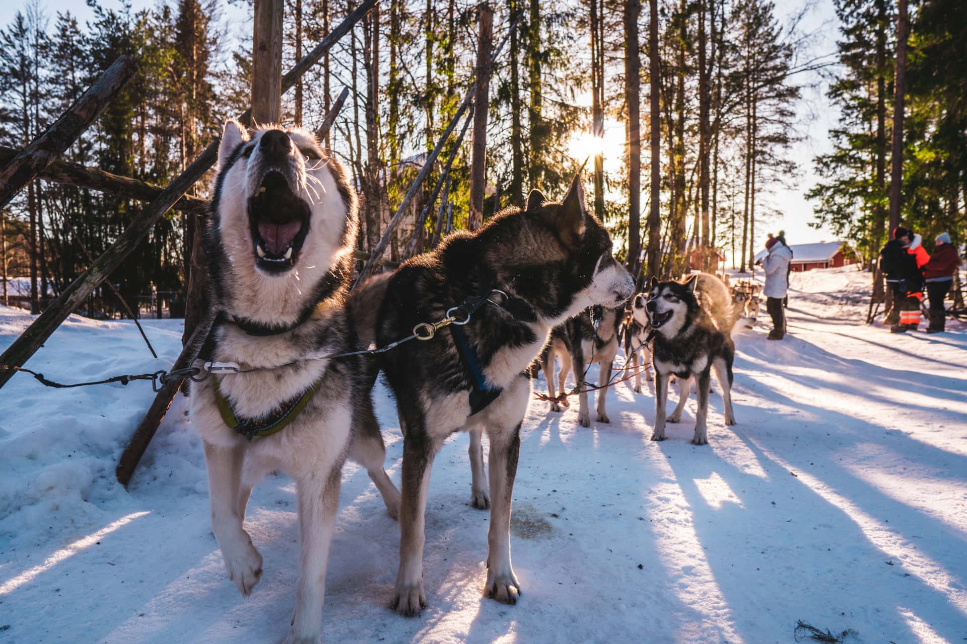 Siberisk Husky Billed Fierce Hund Wildlife Park