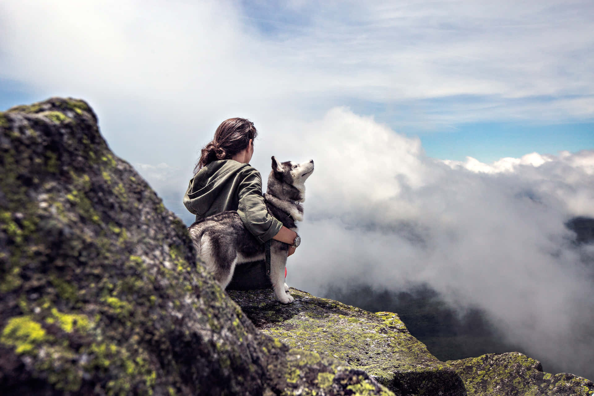 Dog Travel Adventure Siberian Husky Pictures